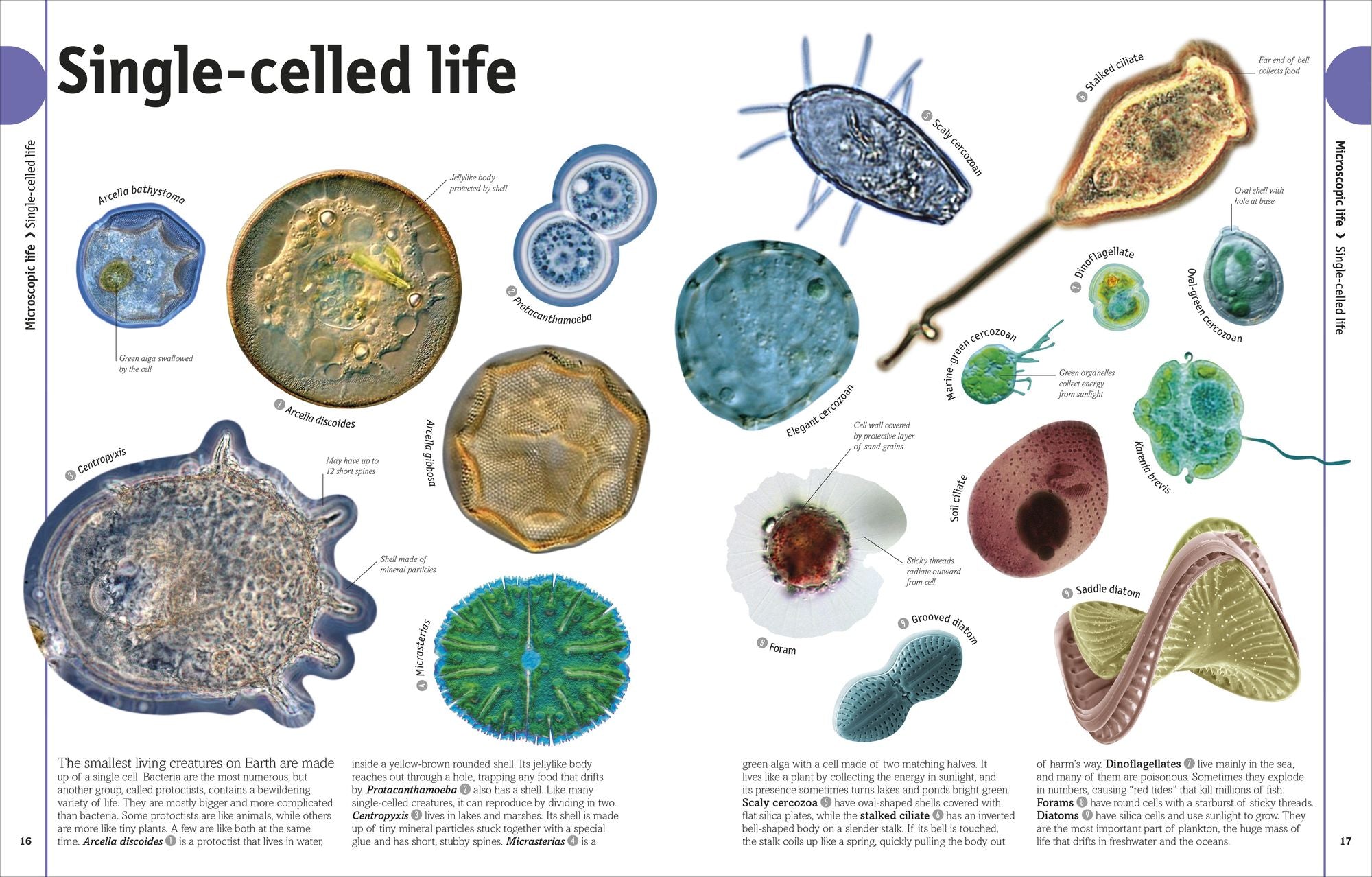 The Animal Book: A Visual Animal Kingdom Encyclopedia for Kids