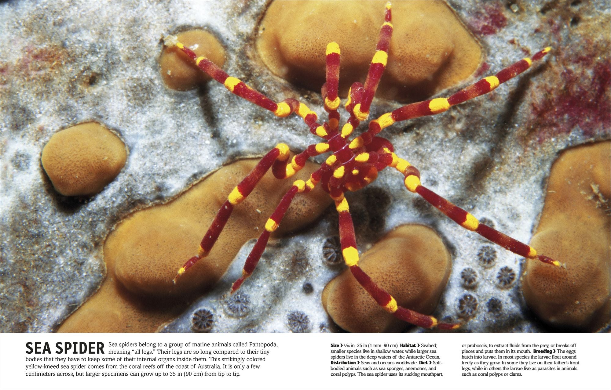 The Animal Book: A Visual Animal Kingdom Encyclopedia for Kids