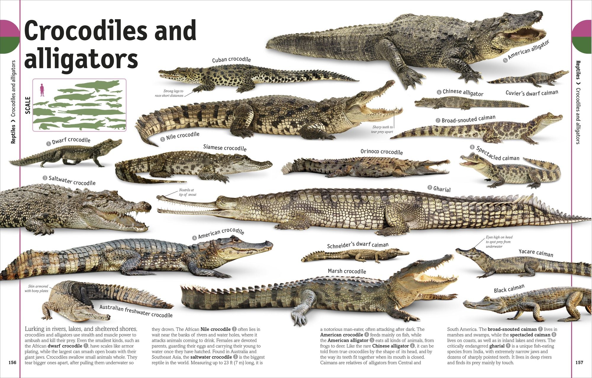 The Animal Book: A Visual Animal Kingdom Encyclopedia for Kids