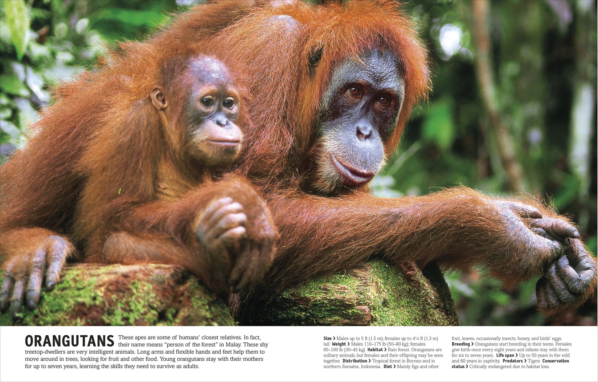 The Animal Book: A Visual Animal Kingdom Encyclopedia for Kids