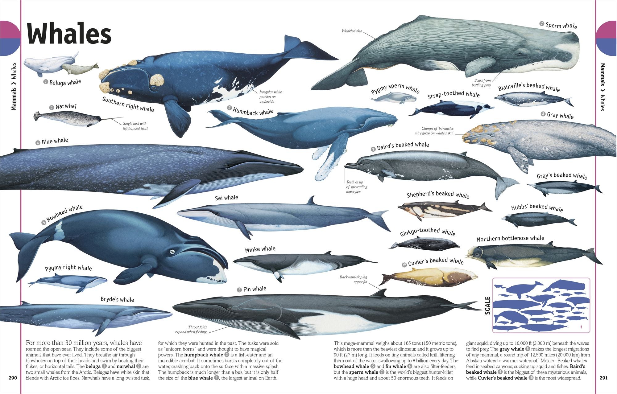 The Animal Book: A Visual Animal Kingdom Encyclopedia for Kids