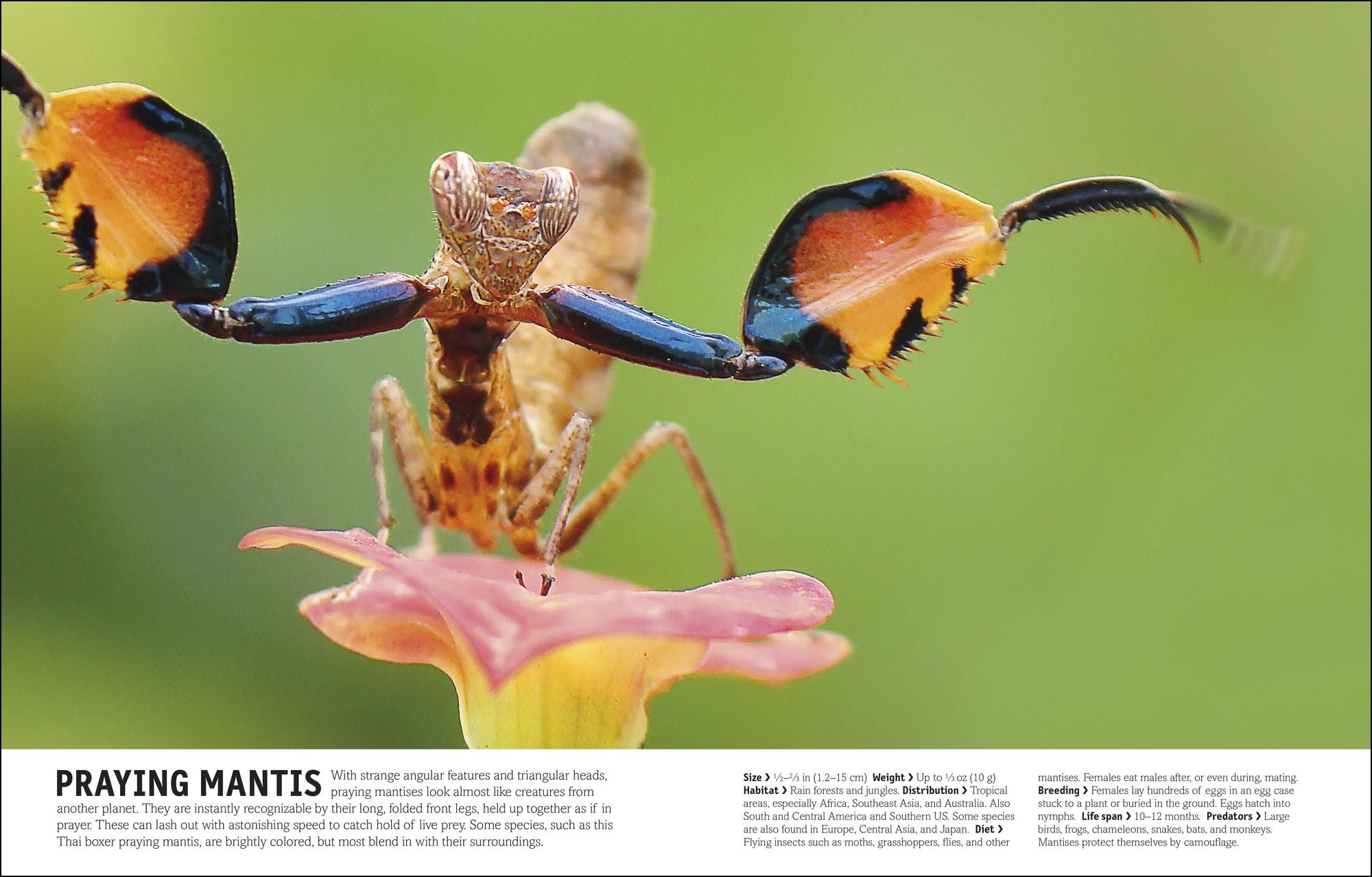 The Animal Book: A Visual Animal Kingdom Encyclopedia for Kids