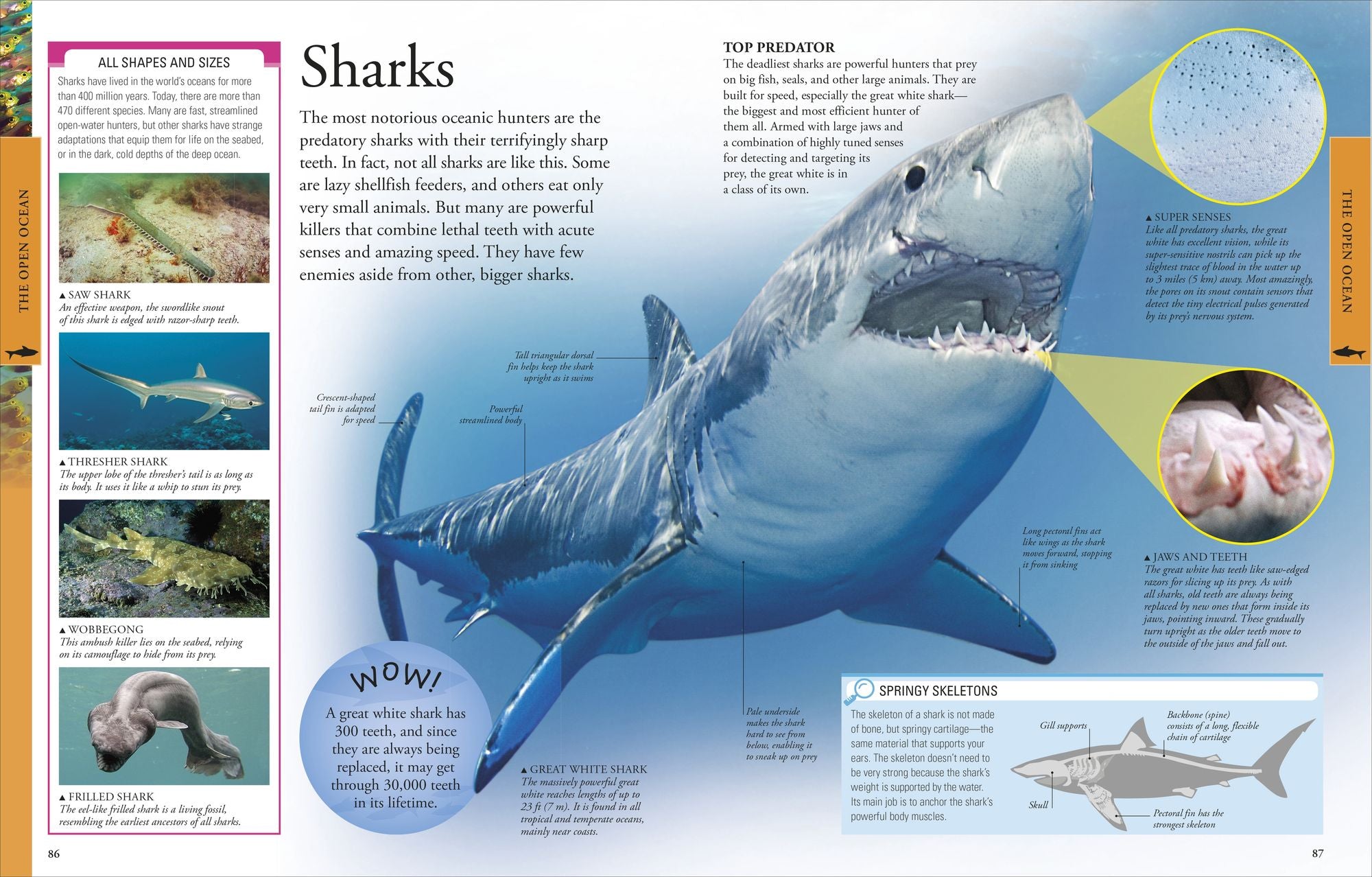 Ocean: A Visual Encyclopedia