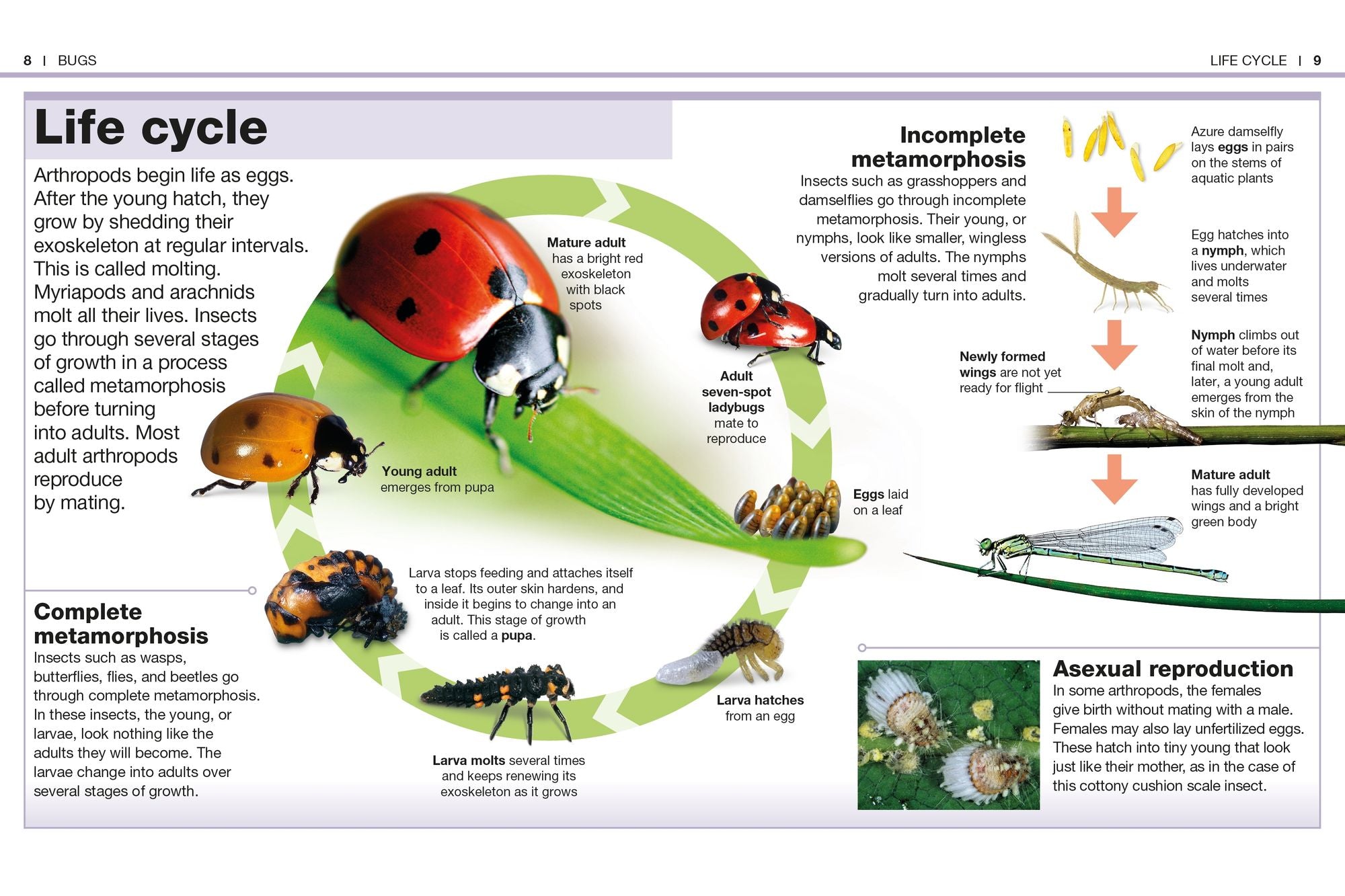 Pocket Genius Bugs: Facts at Your Fingertips