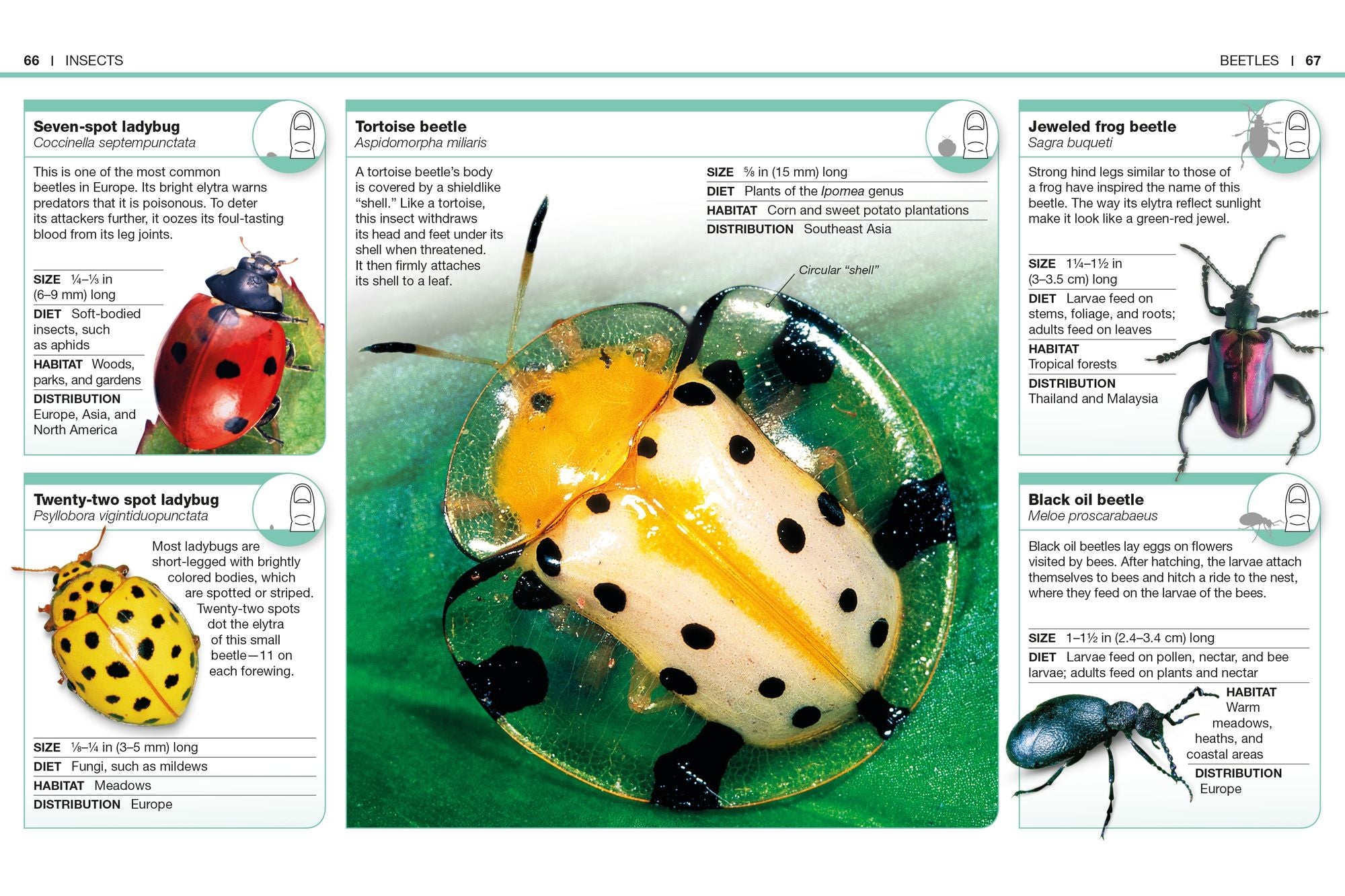 Pocket Genius Bugs: Facts at Your Fingertips