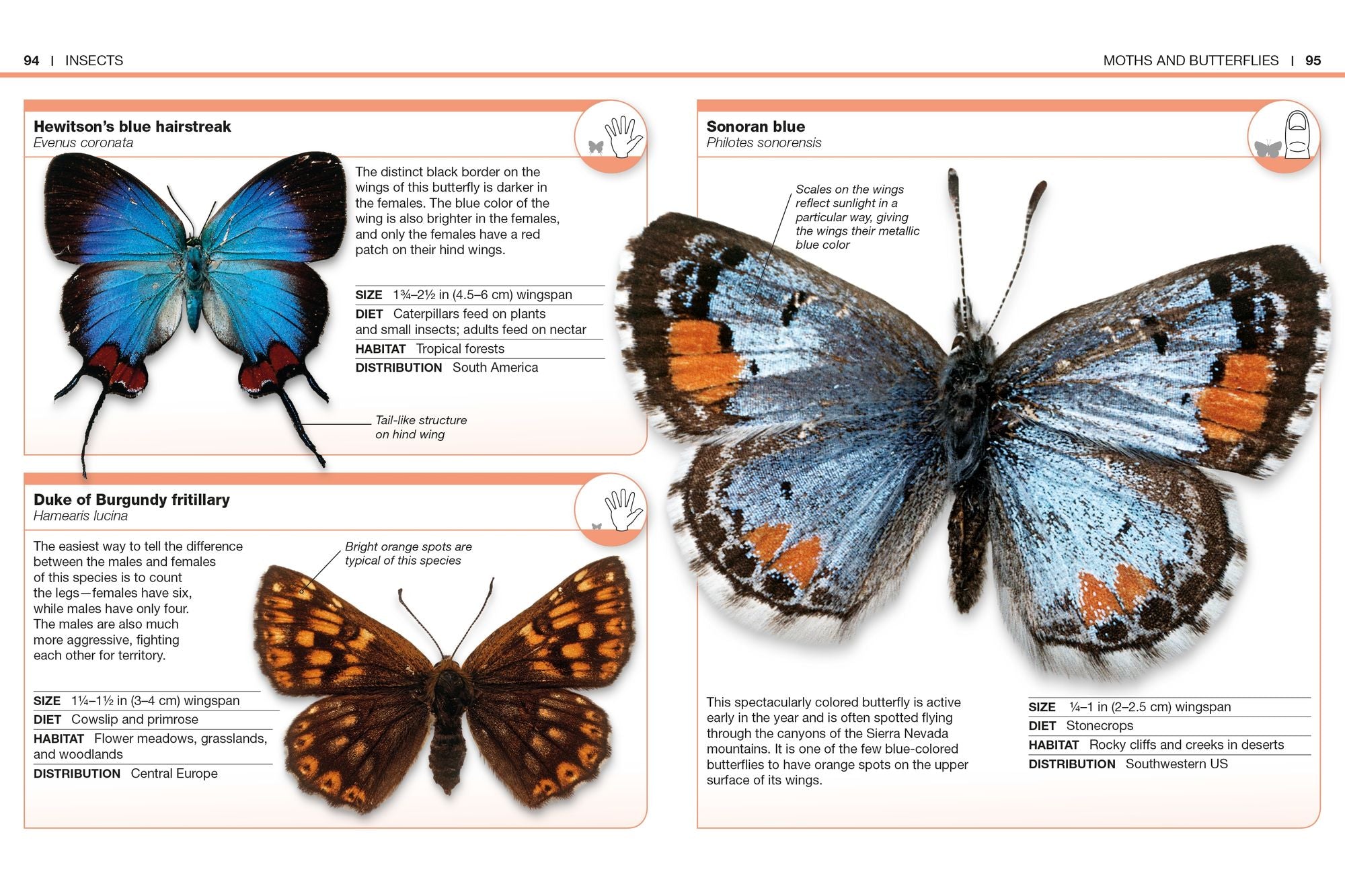Pocket Genius Bugs: Facts at Your Fingertips