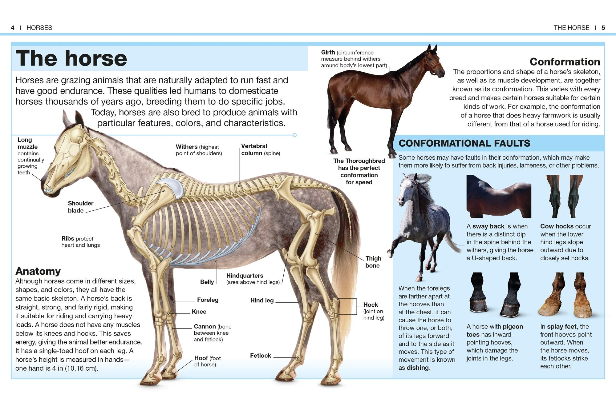 Pocket Genius Horses: Facts at Your Fingertips