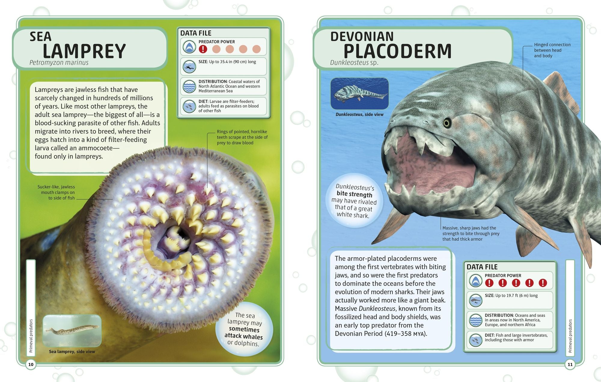 Sharks and Other Deadly Ocean Creatures