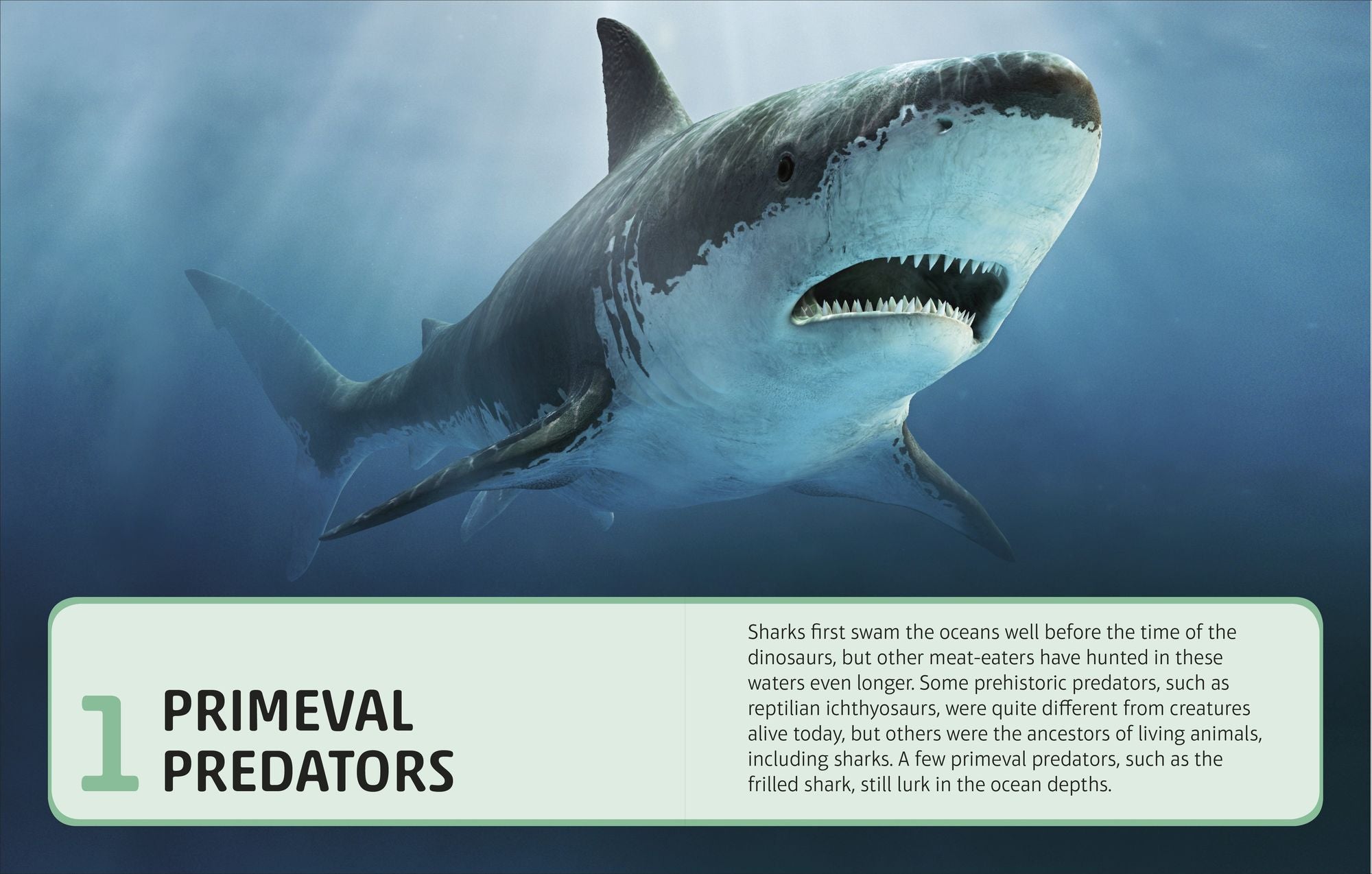 Sharks and Other Deadly Ocean Creatures
