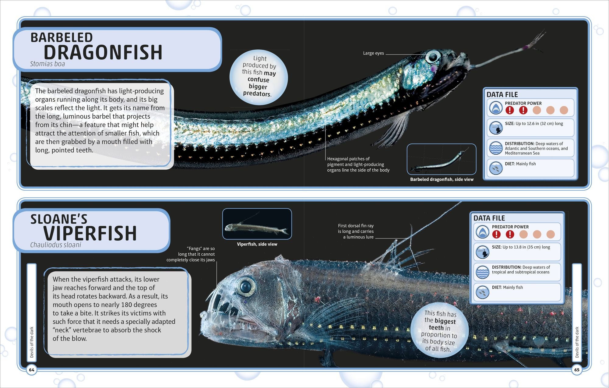 Sharks and Other Deadly Ocean Creatures
