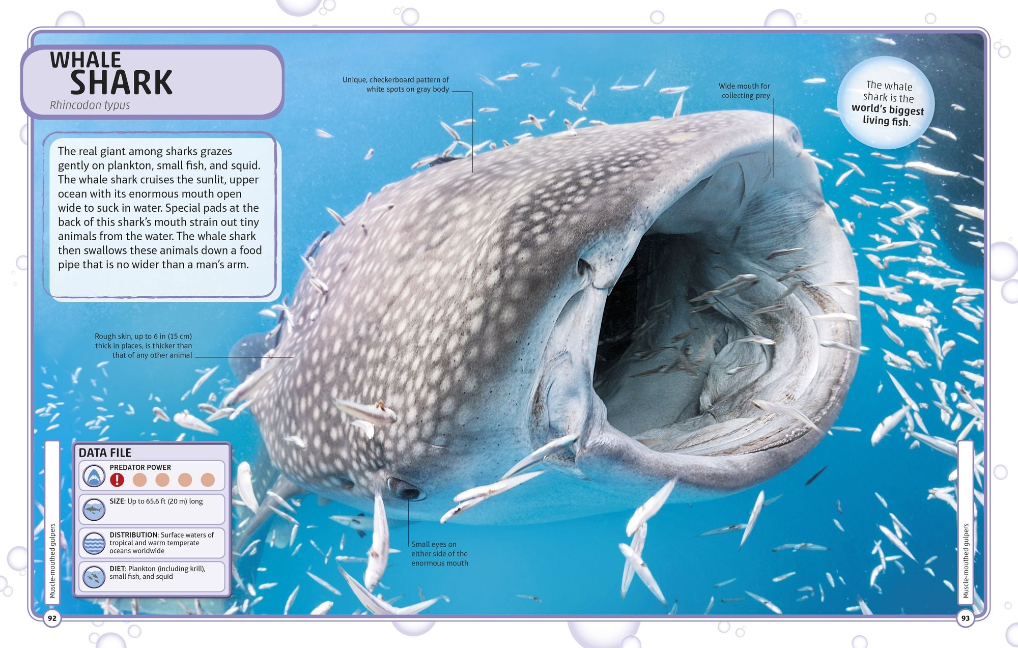 Sharks and Other Deadly Ocean Creatures