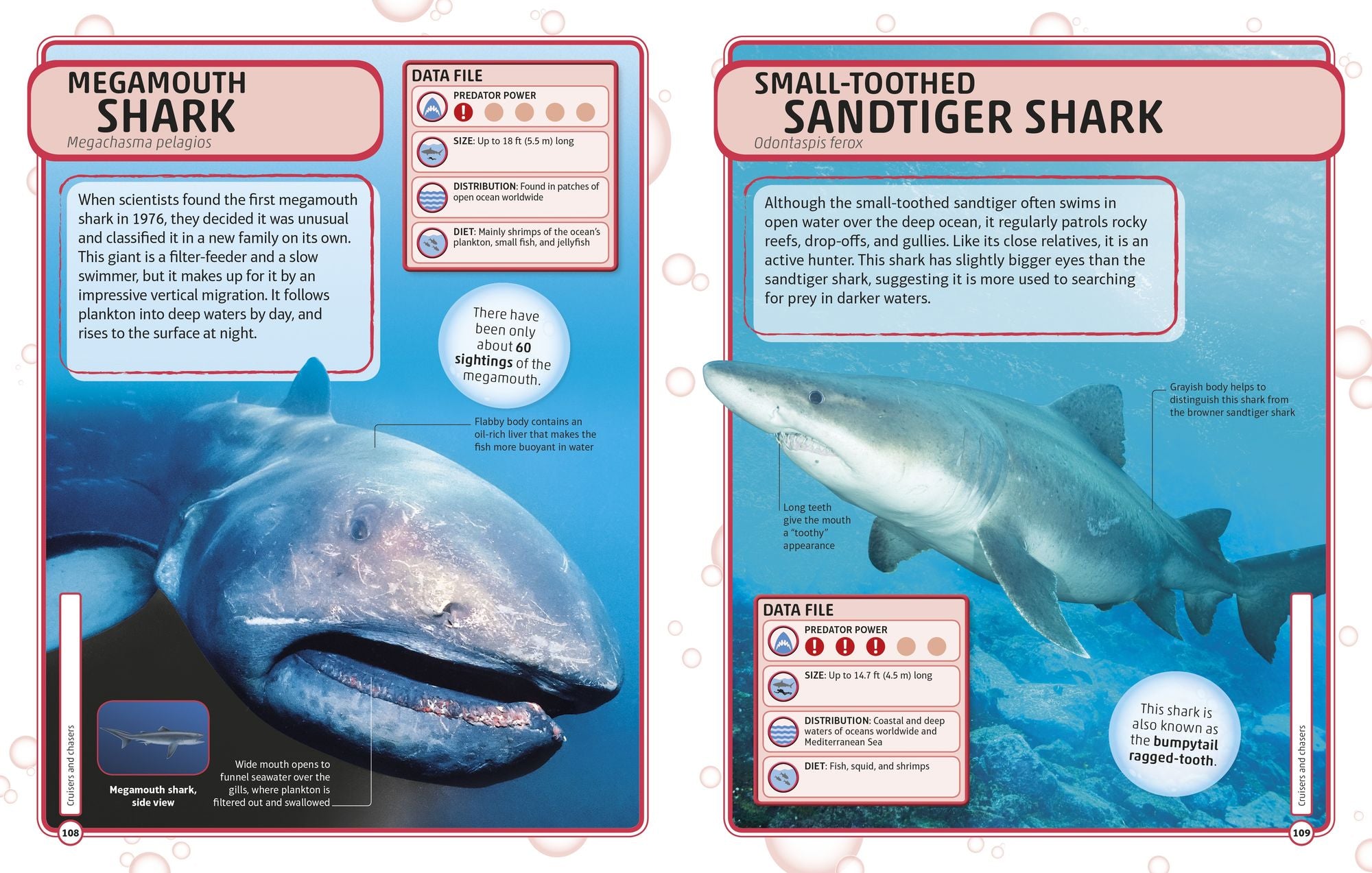 Sharks and Other Deadly Ocean Creatures