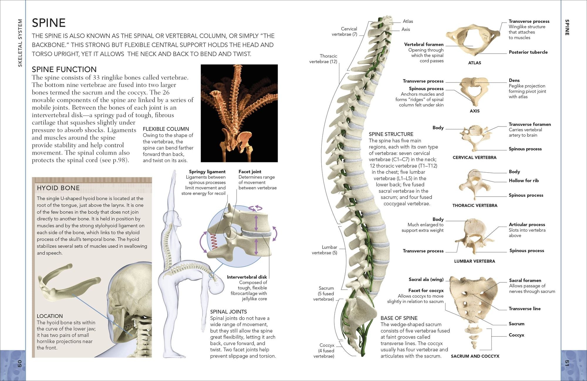 The Concise Human Body Book