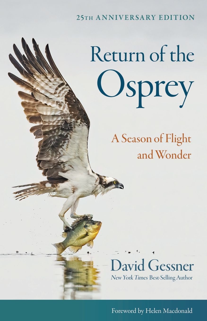 Return of the Osprey: A Season of Flight and Wonder
