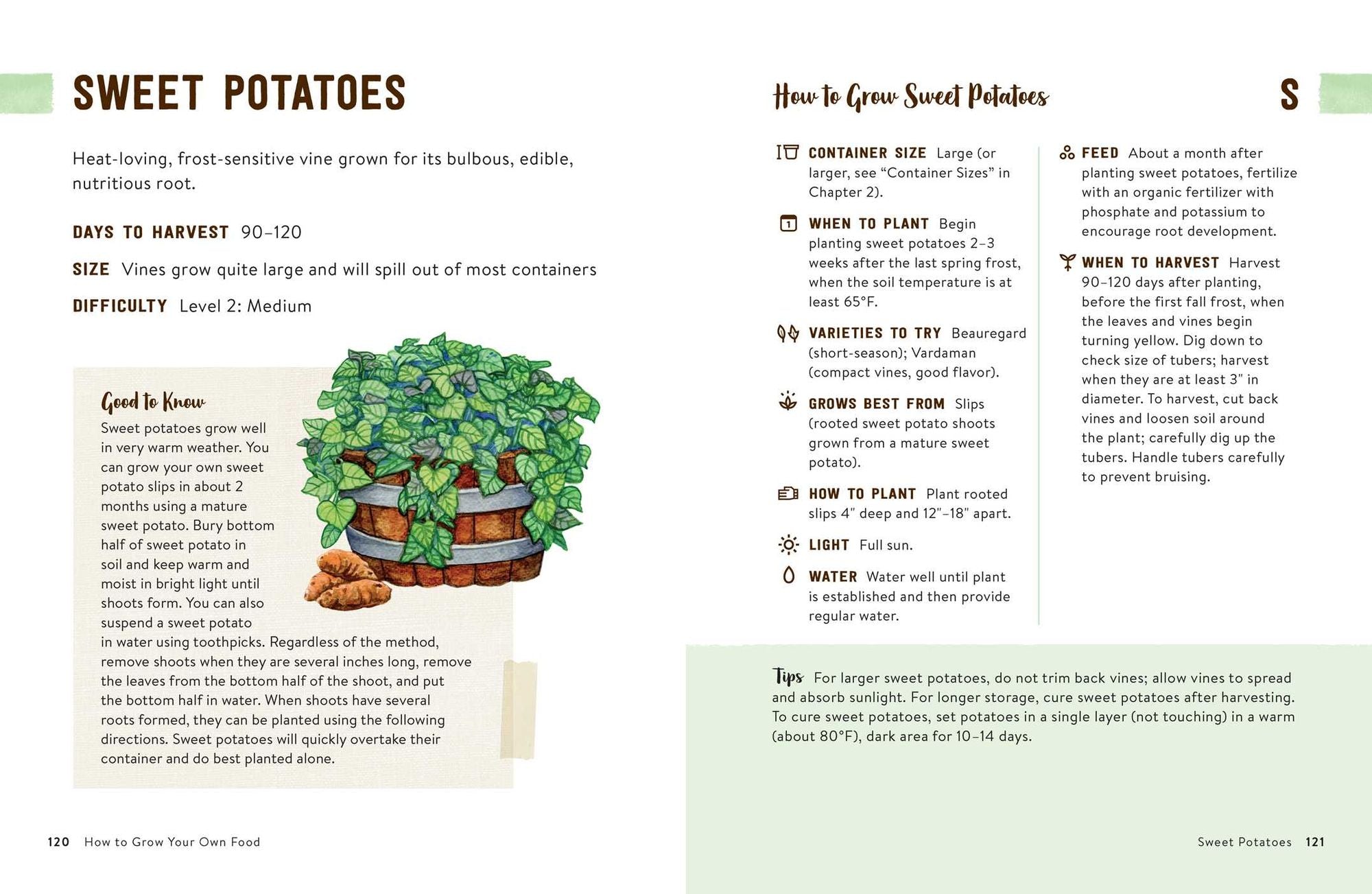 How to Grow Your Own Food: An Illustrated Beginner's Guide to Container Gardening