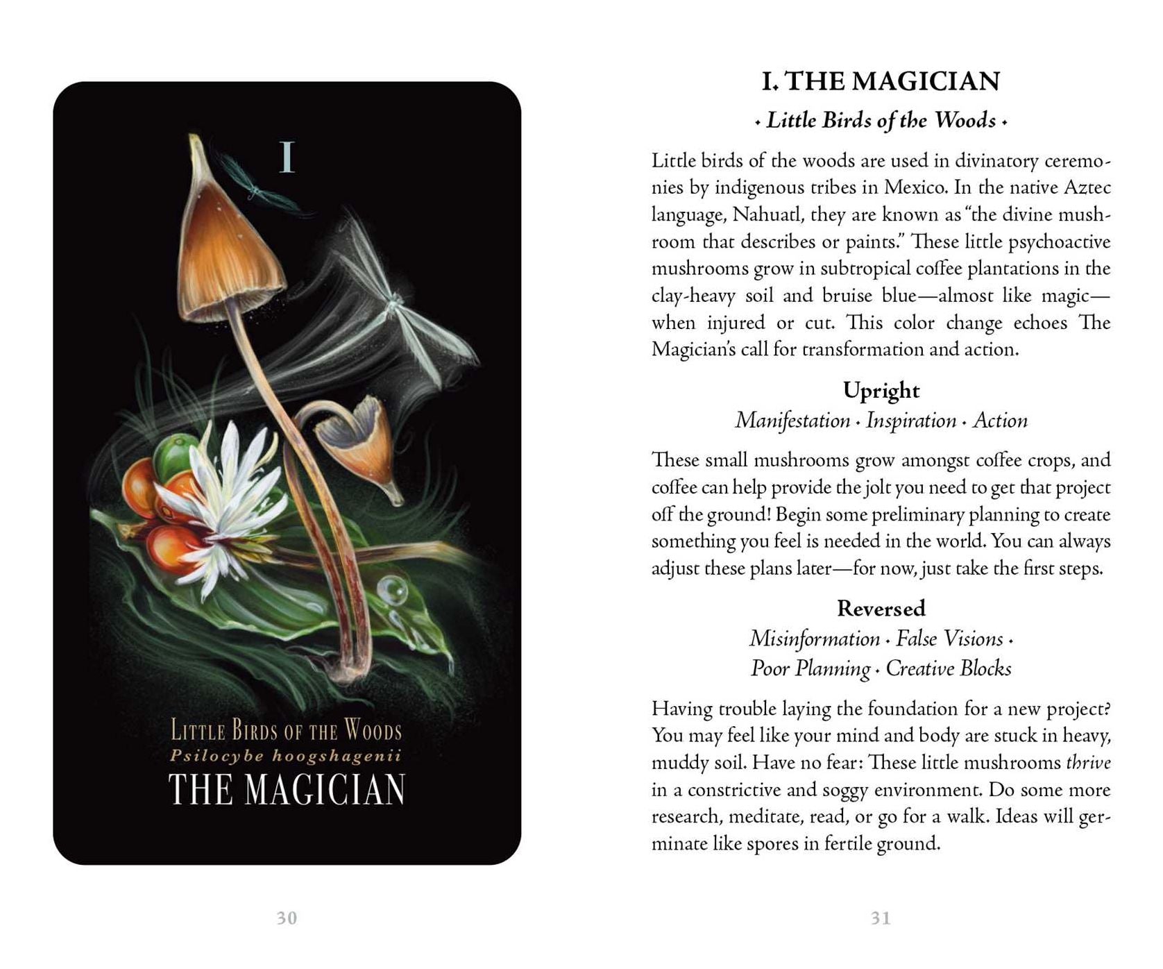 Midnight Magic: A Tarot Deck of Mushrooms