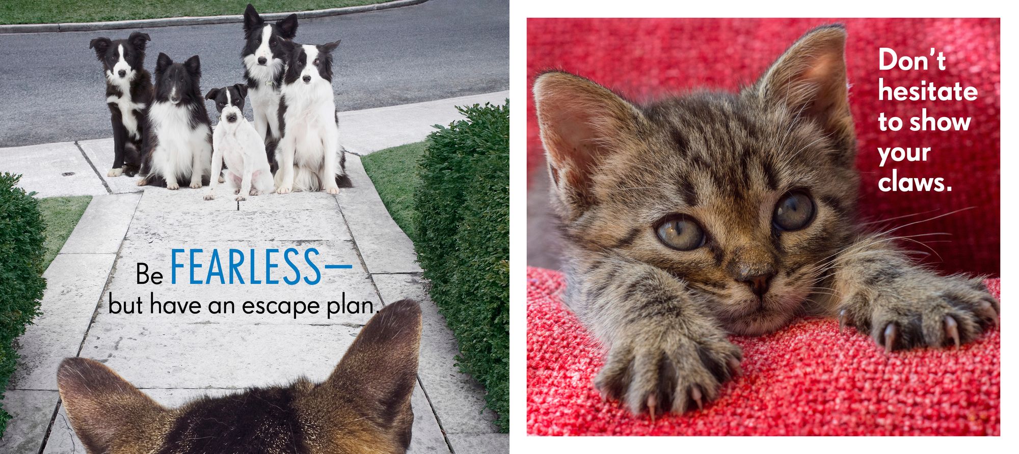 Really Important Stuff My Cat Has Taught Me