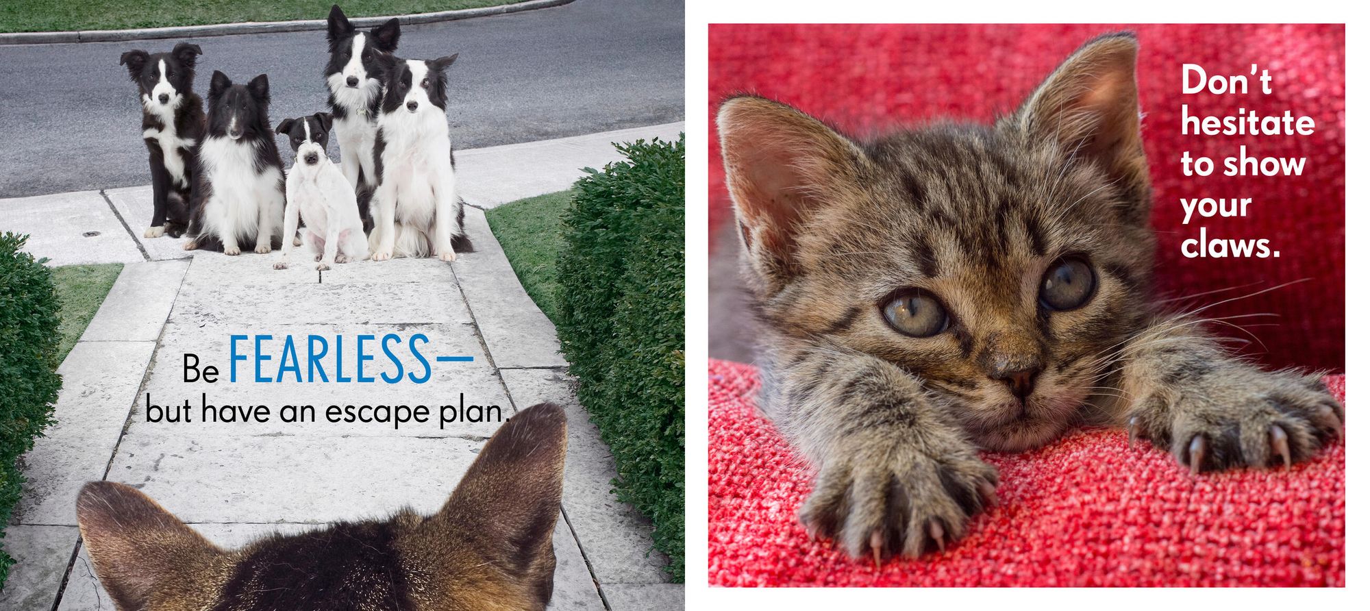 Really Important Stuff My Cat Has Taught Me