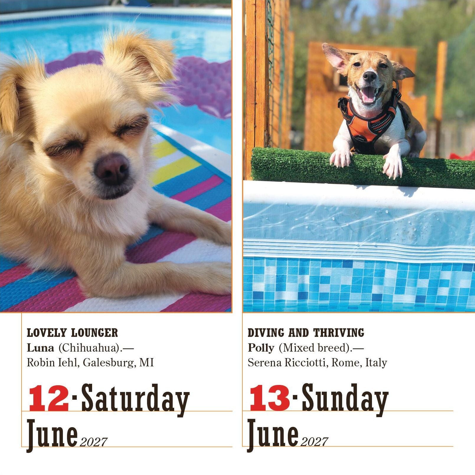 2027 365 Dogs Page-A-Day Calendar