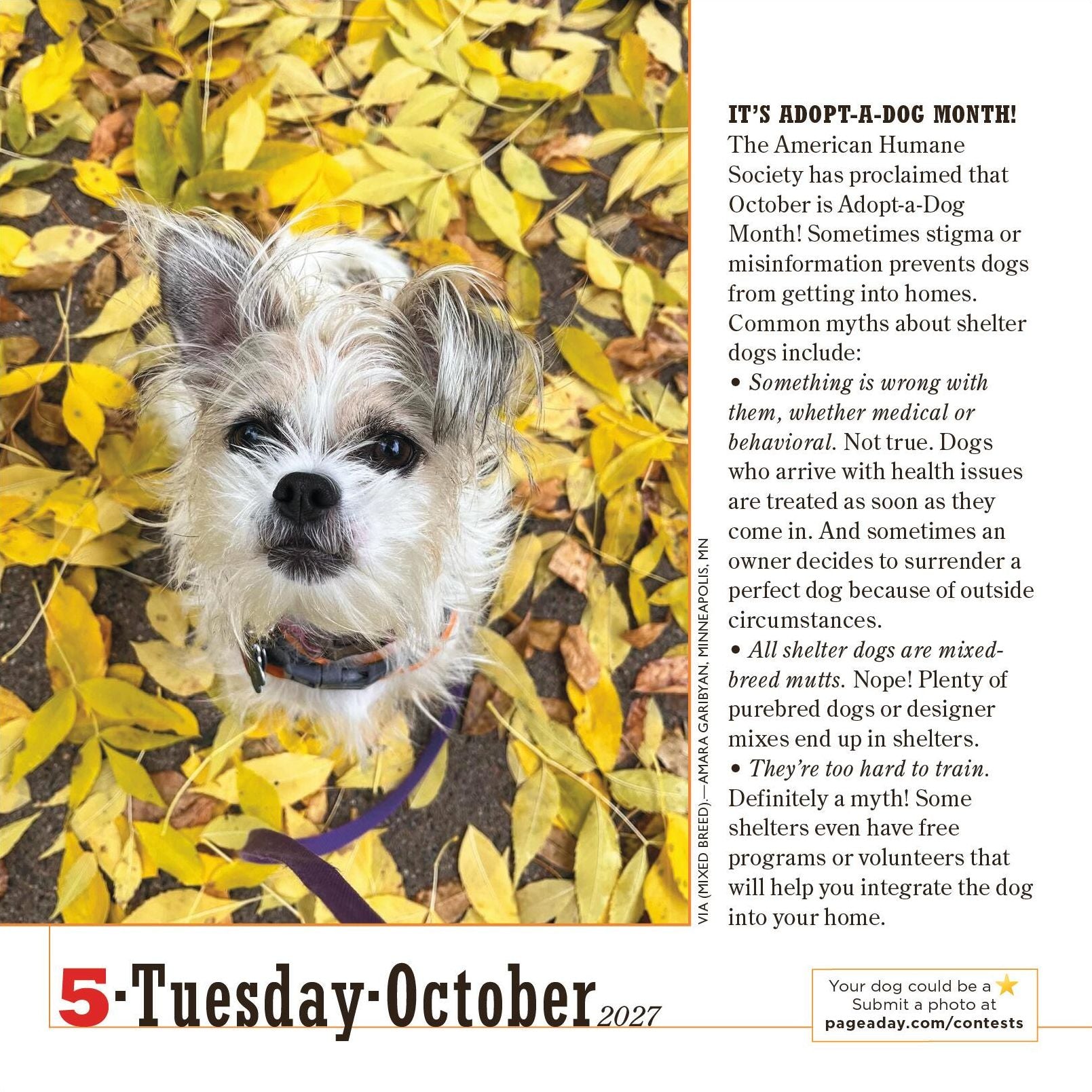 2027 365 Dogs Page-A-Day Calendar