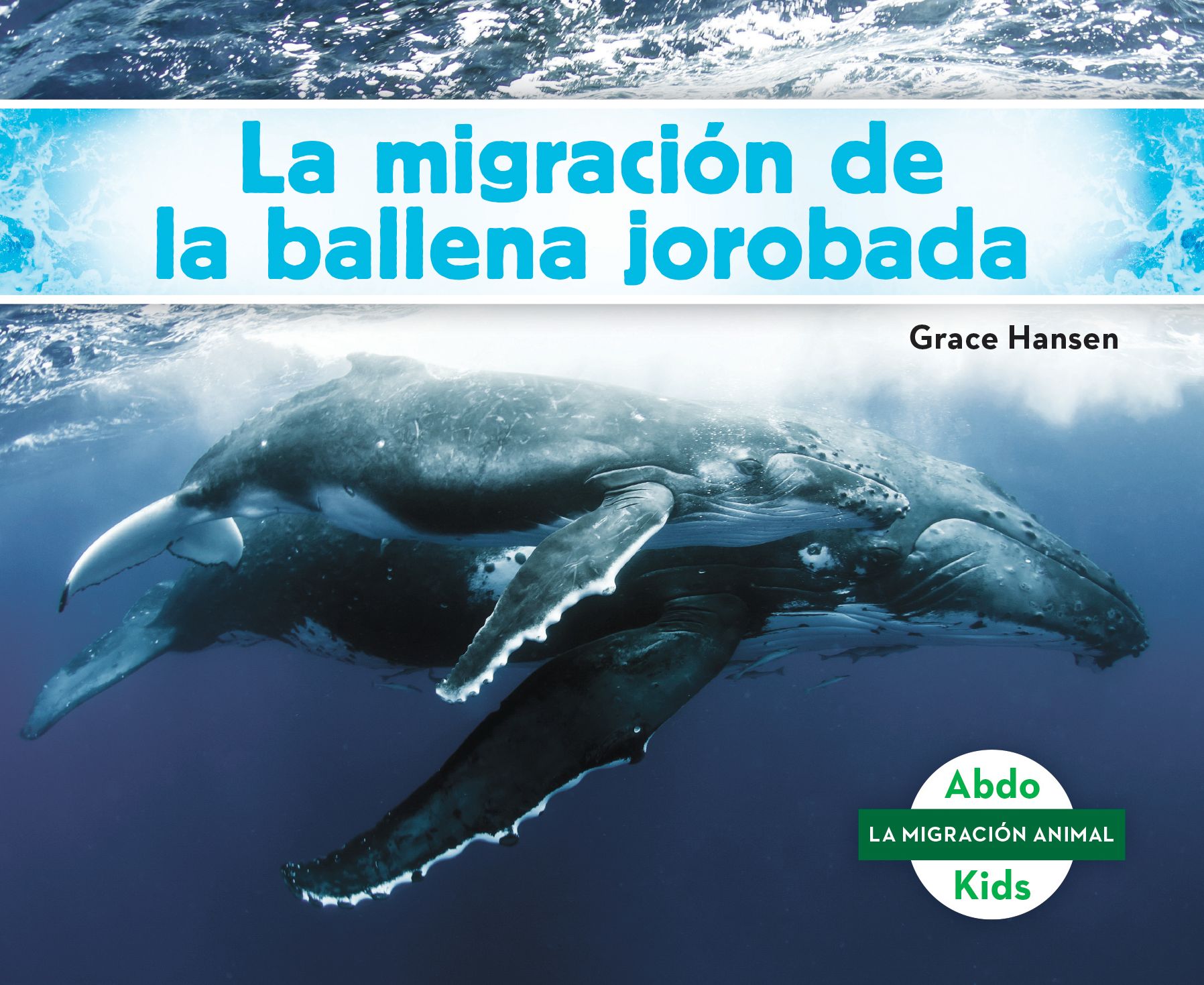 La migración de la ballena jorobada (Humpback Whale Migration) (Spanish Version)