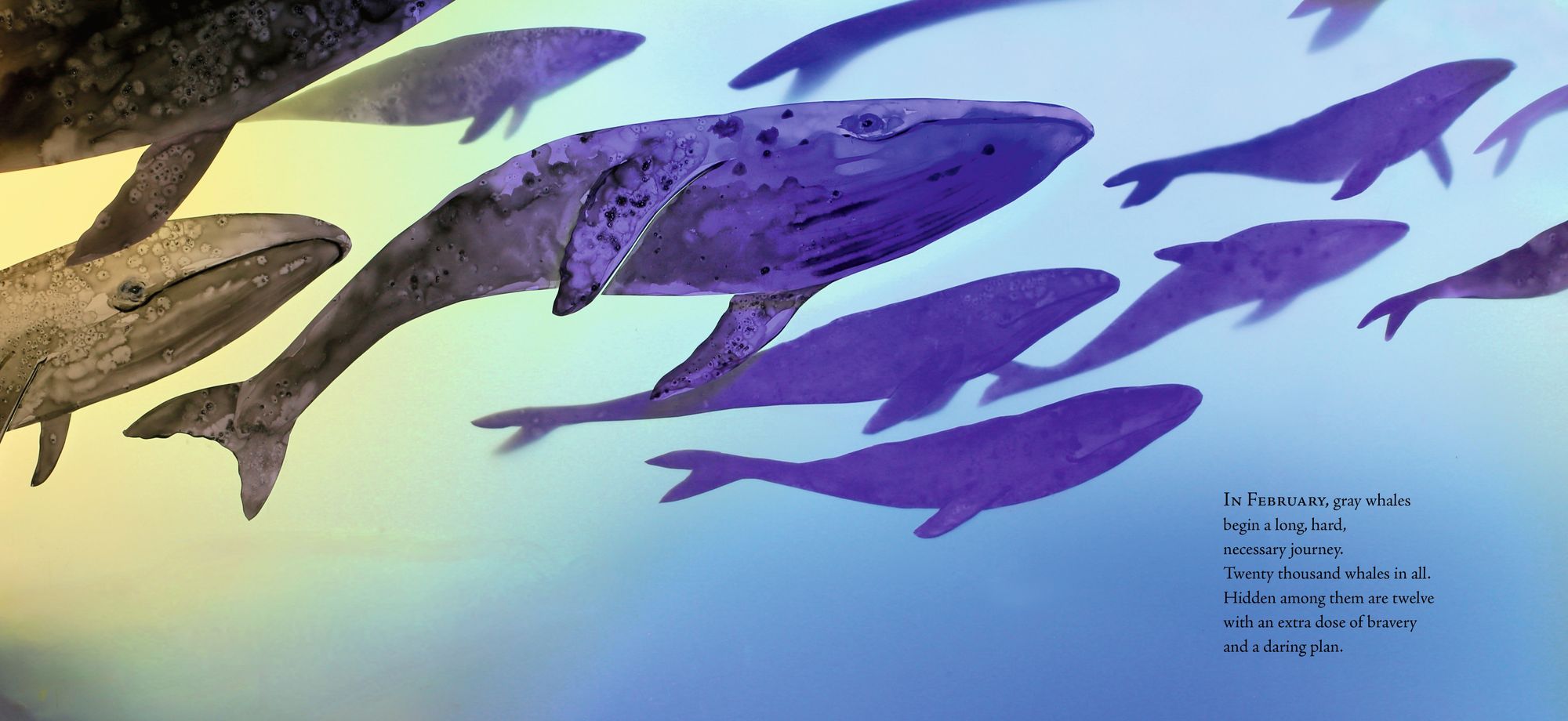 Twelve Daring Grays: A Whale Migration Adventure: (A Nonfiction Picture Book About Marine Life, Animal Behavior, and Ocean Ecosystems for Ages 5-8)