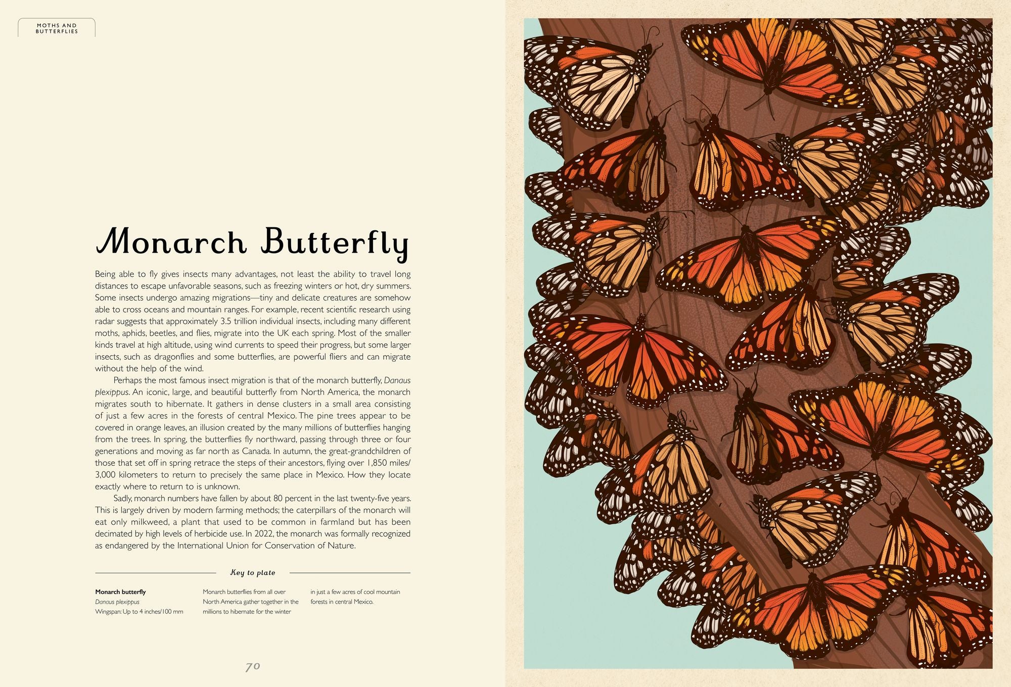 Insectarium: Welcome to the Museum (An Illustrated Junior Entomology Guide to Wild Bug Species, Biodiversity, and Nature Conservation for Kids Ages 8-12)