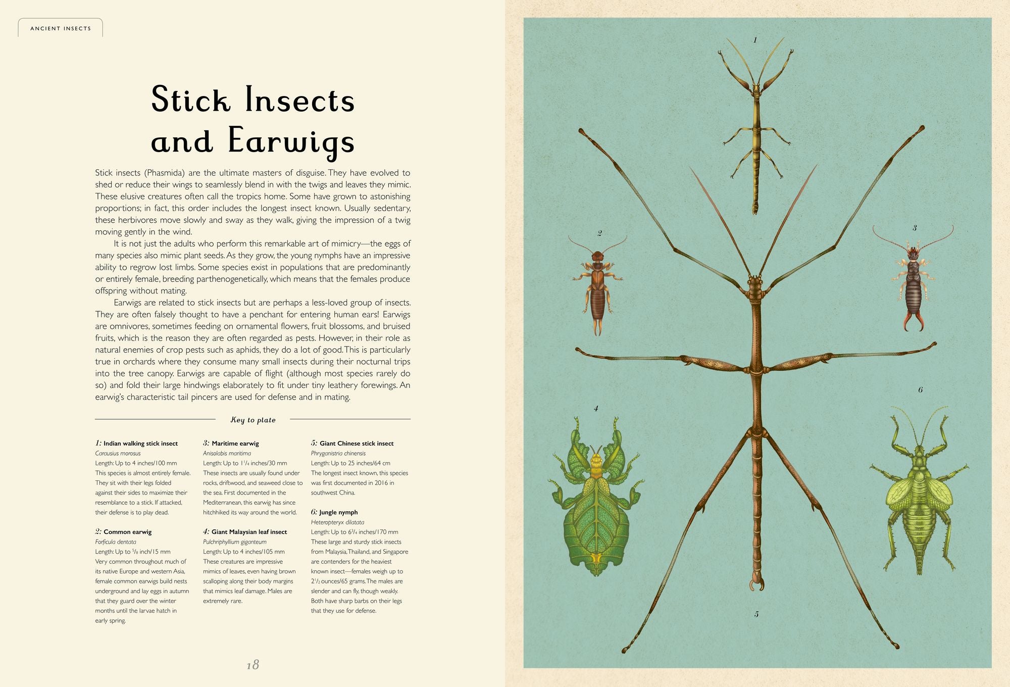 Insectarium: Welcome to the Museum (An Illustrated Junior Entomology Guide to Wild Bug Species, Biodiversity, and Nature Conservation for Kids Ages 8-12)