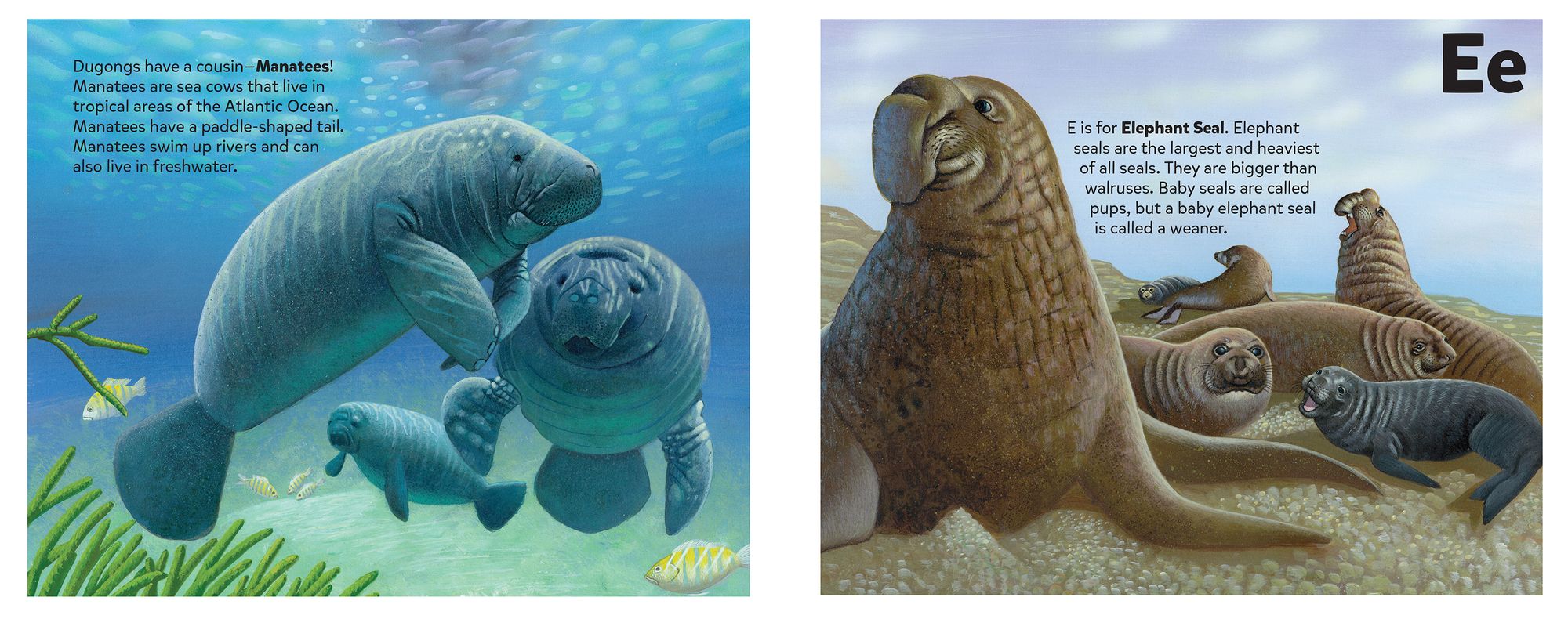 The Sea Mammal Alphabet Book