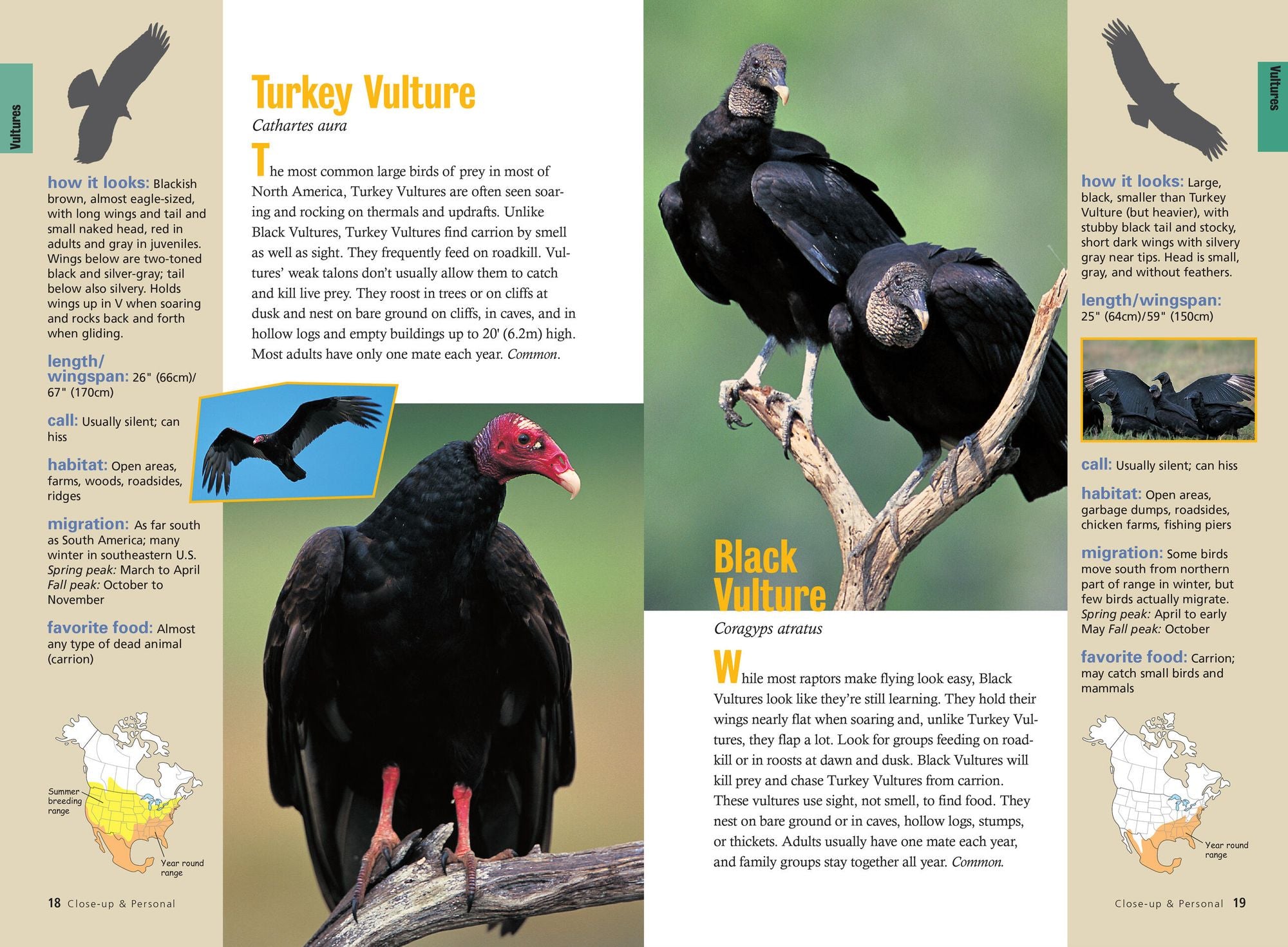 Raptor!: A Kid's Guide to Birds of Prey