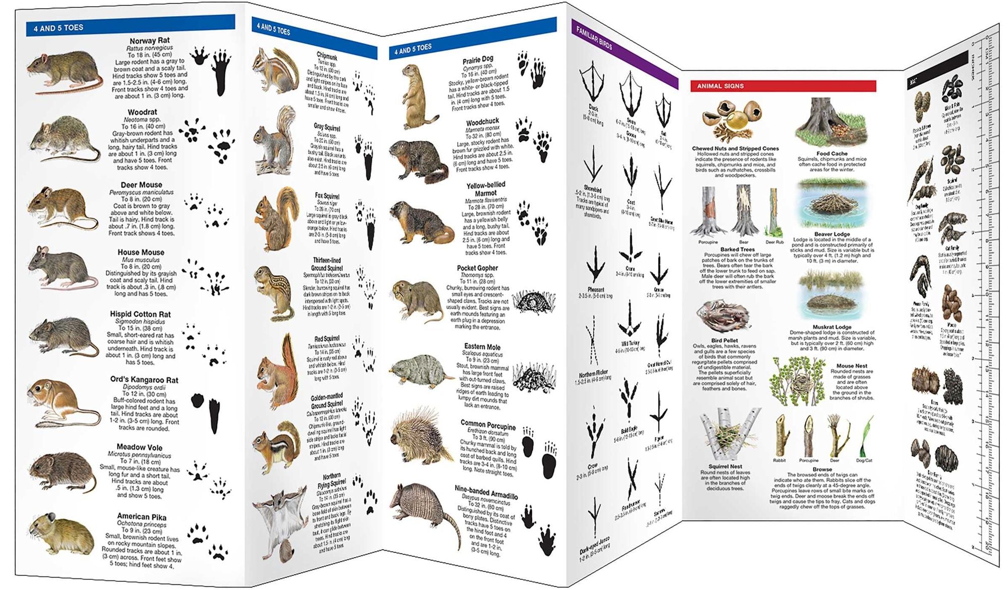 Animal Tracks: A Folding Pocket Guide to the Tracks & Signs of Familiar North American Species