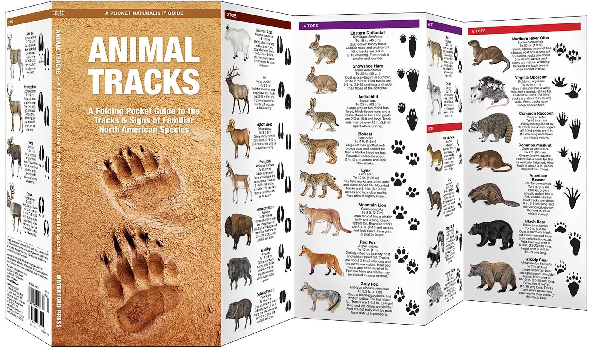 Animal Tracks: A Folding Pocket Guide to the Tracks & Signs of Familiar North American Species