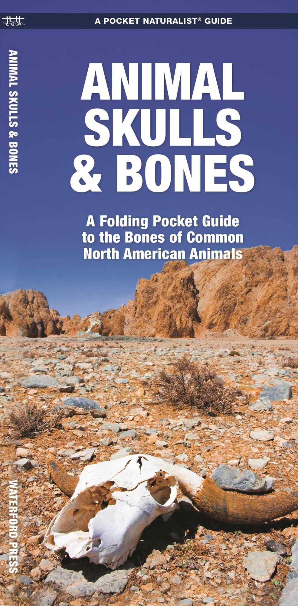 Animal Skulls & Bones: A Folding Pocket Guide to the Bones of Common North American Animals