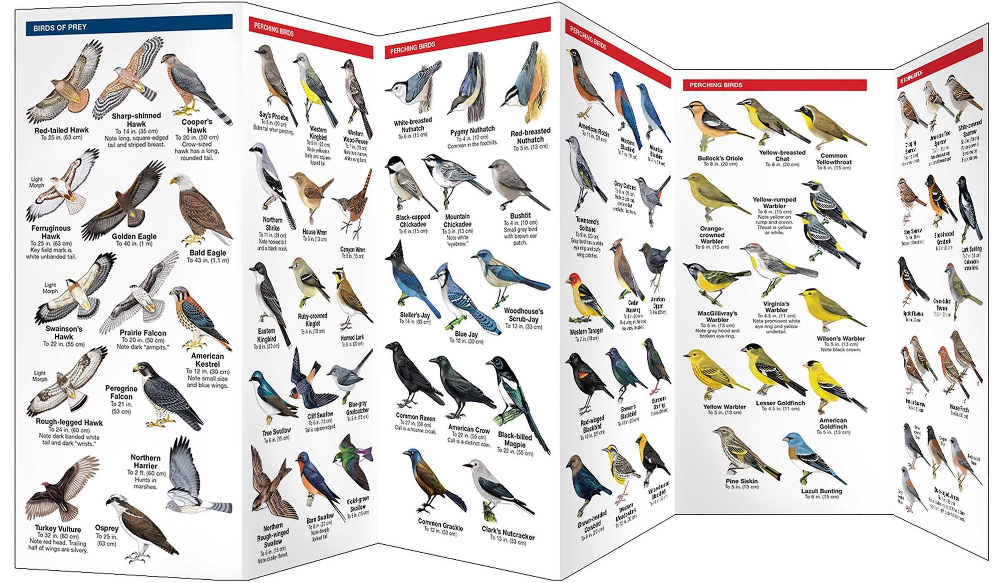 Denver Birds, 2nd Ed: A Folding Pocket Guide to Familiar Species