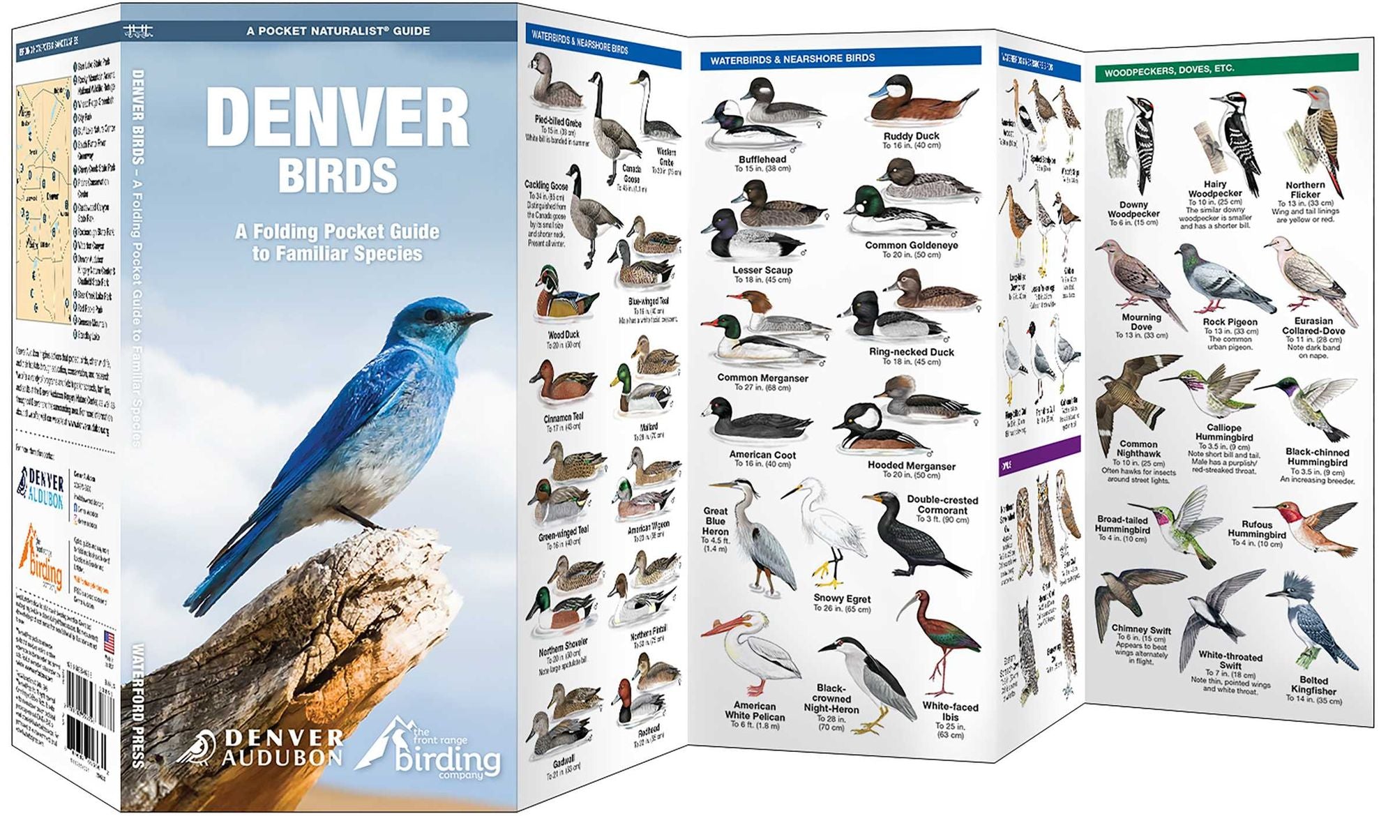 Denver Birds, 2nd Ed: A Folding Pocket Guide to Familiar Species