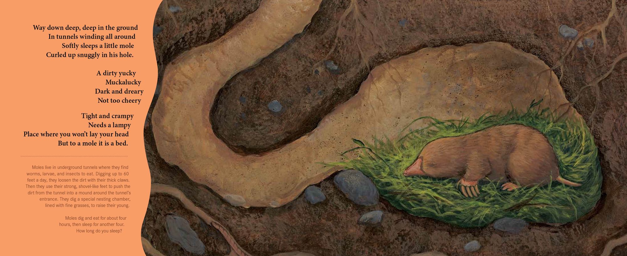Sleepy Snoozy Cozy Coozy: A Book of Animal Beds
