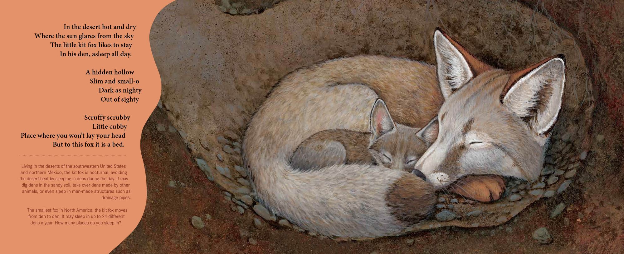 Sleepy Snoozy Cozy Coozy: A Book of Animal Beds
