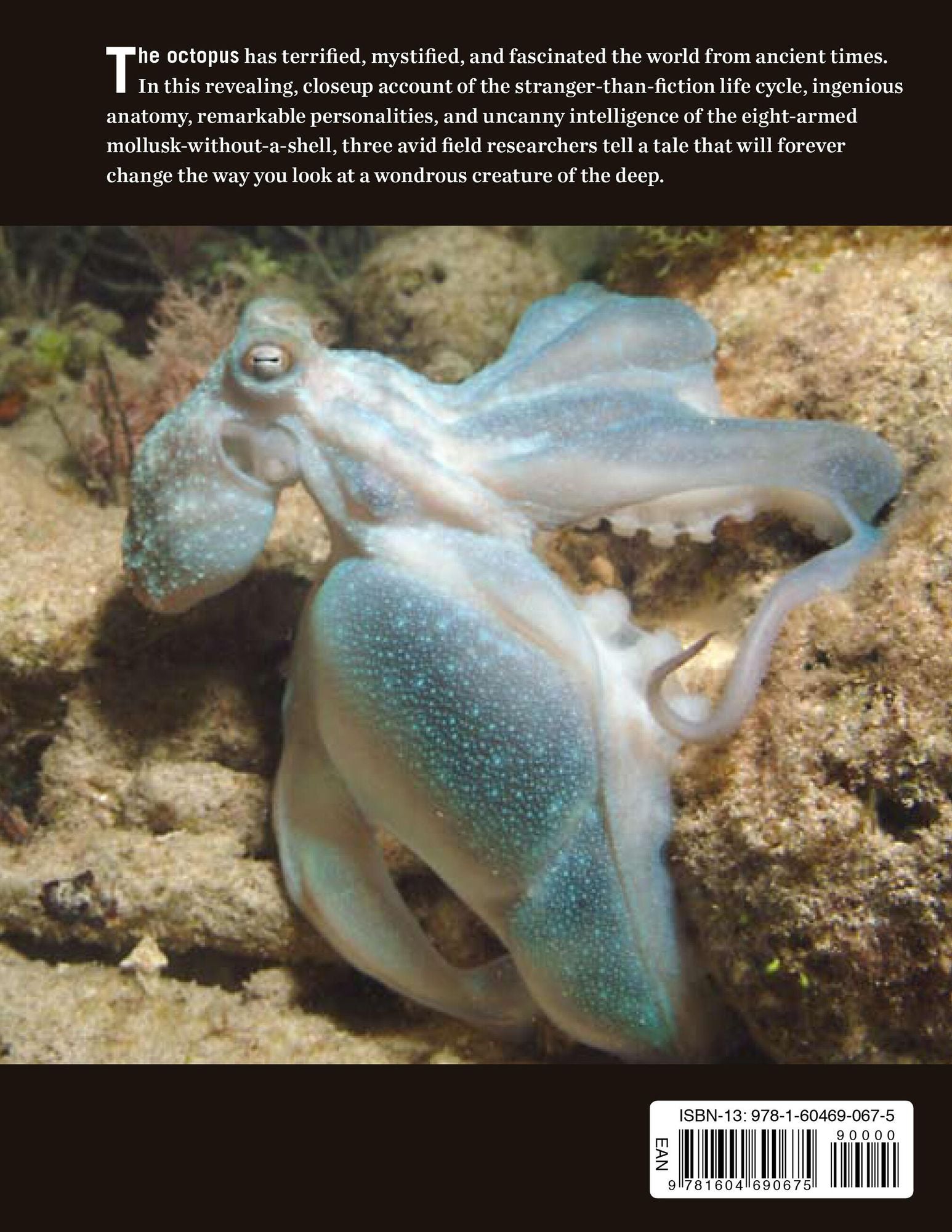 Octopus: The Ocean's Intelligent Invertebrate