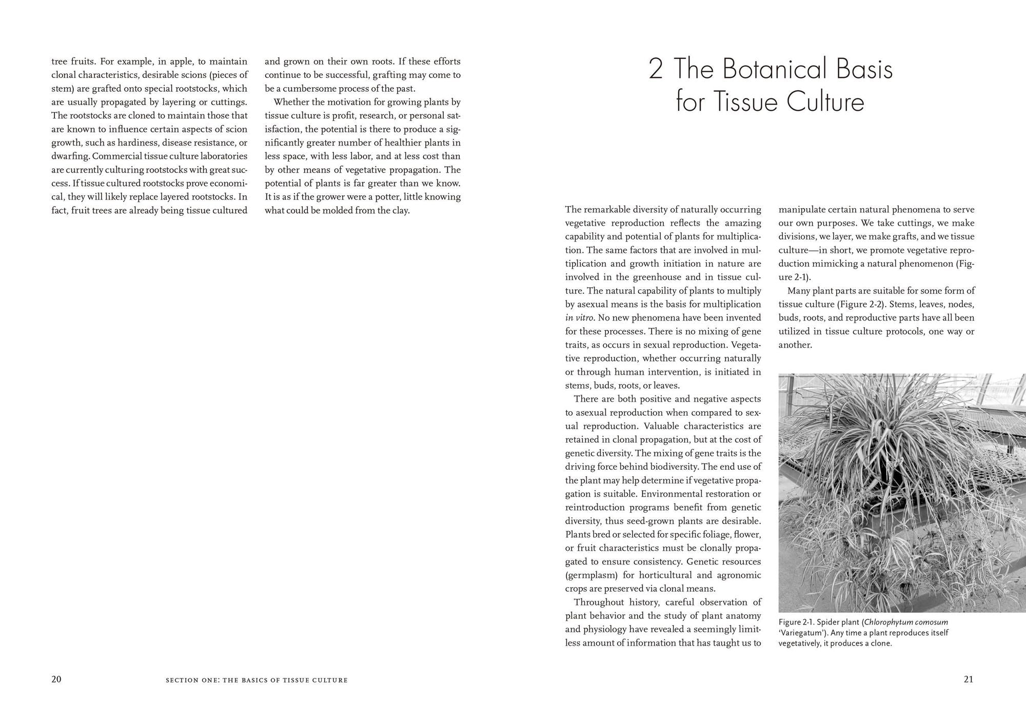 Plants from Test Tubes: An Introduction to Micropropogation