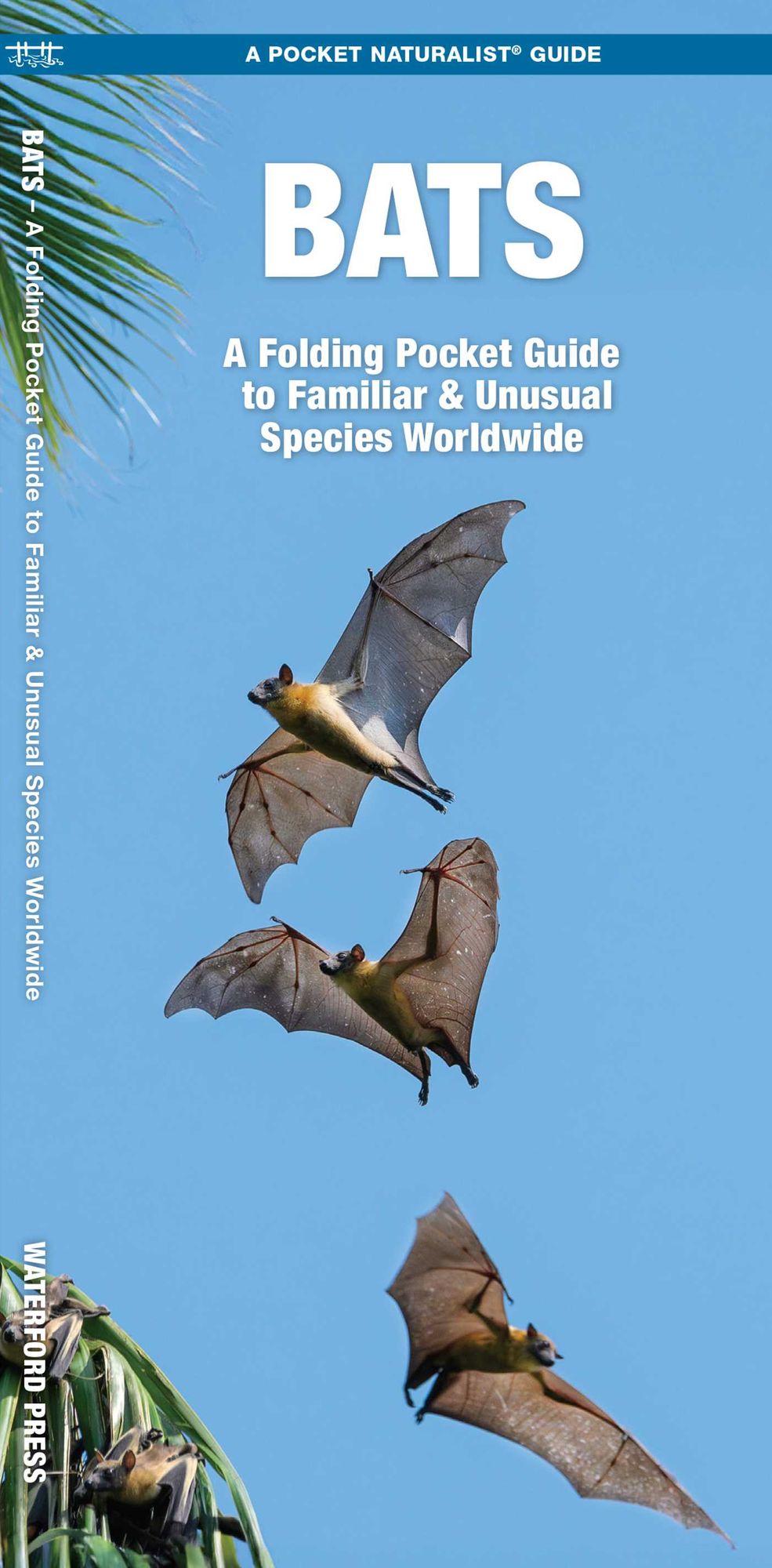 Bats: A Folding Pocket Guide to Familiar & Unusual Species Worldwide