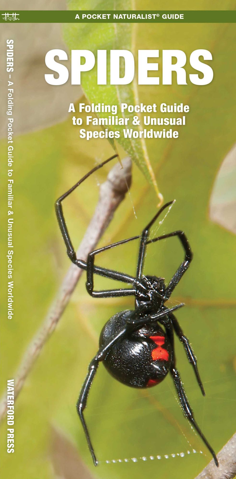 Spiders: A Folding Pocket Guide to Familiar & Unusual Species Worldwide