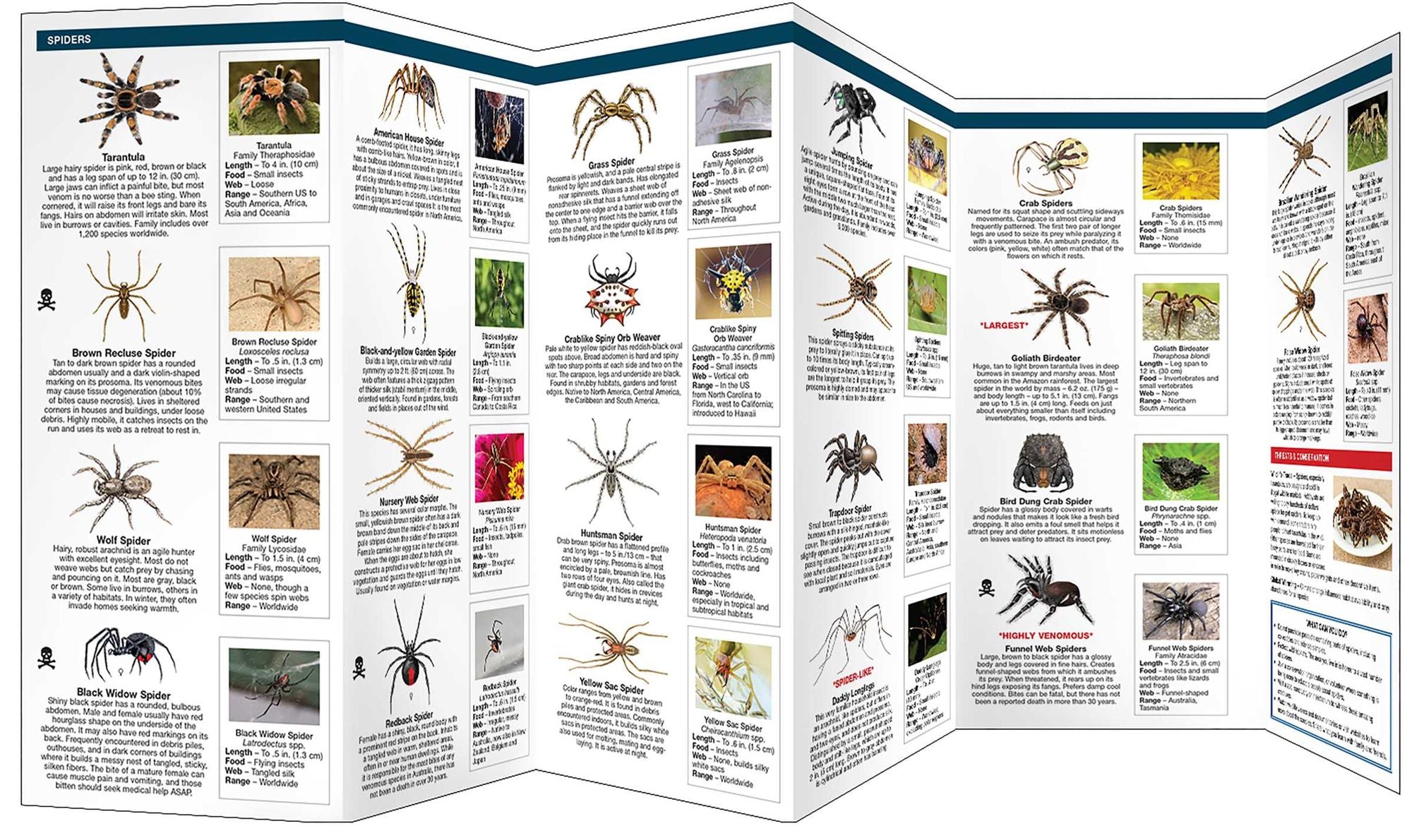 Spiders: A Folding Pocket Guide to Familiar & Unusual Species Worldwide