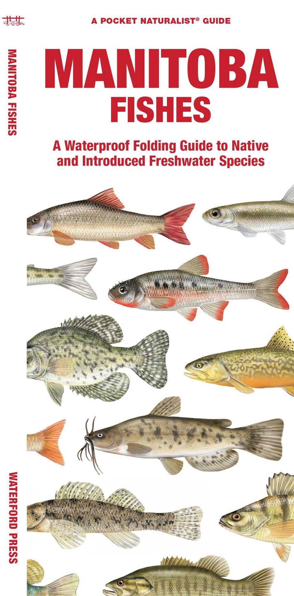 Manitoba Fishes: A Folding Guide to Native and Introduced Freshwater Species