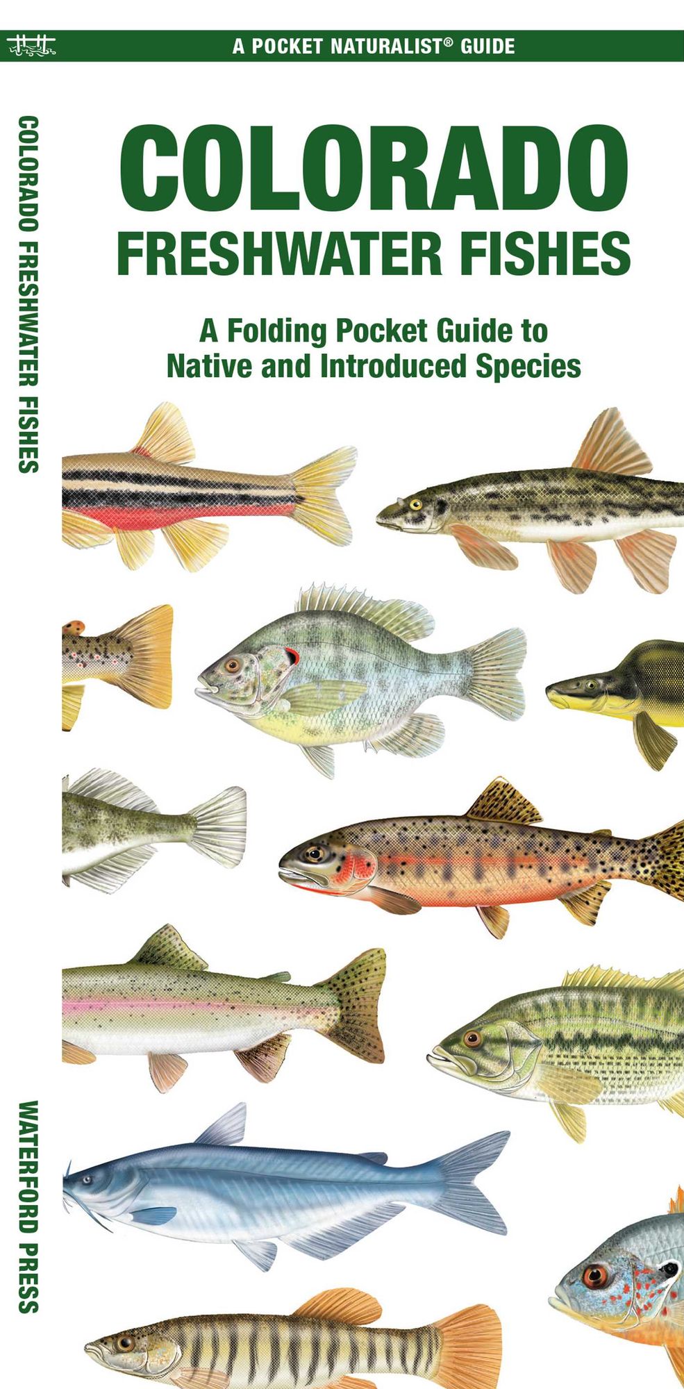 Colorado Freshwater Fishes: A Folding Pocket Guide to Native and Introduced Species