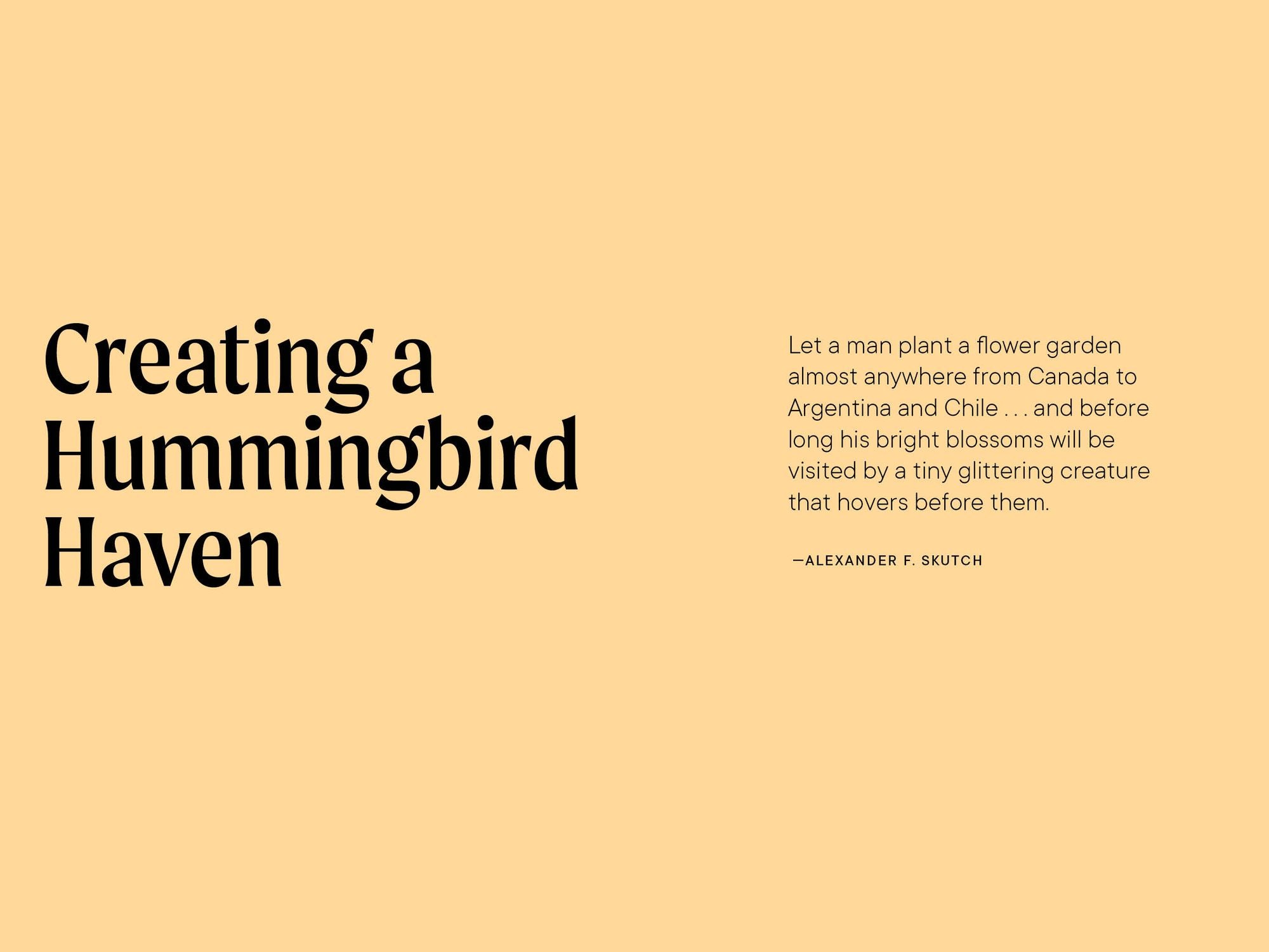 A Little Book of Hummingbirds: A Bird Identification Book
