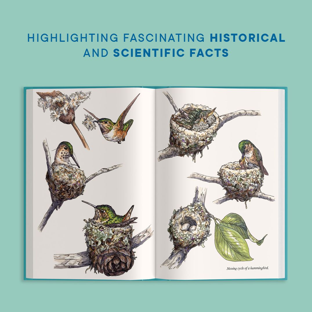 A Little Book of Hummingbirds: A Bird Identification Book