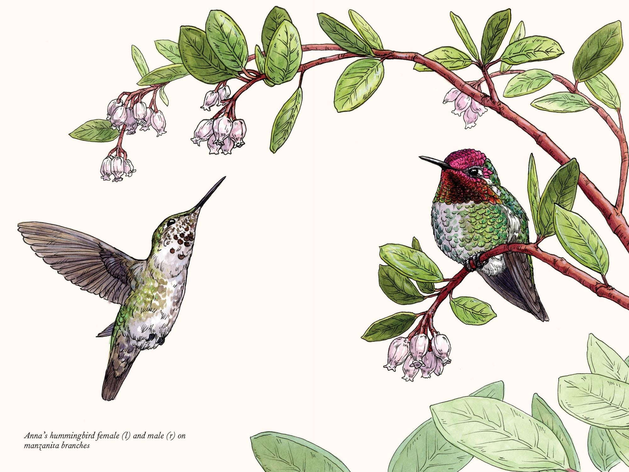 A Little Book of Hummingbirds: A Bird Identification Book