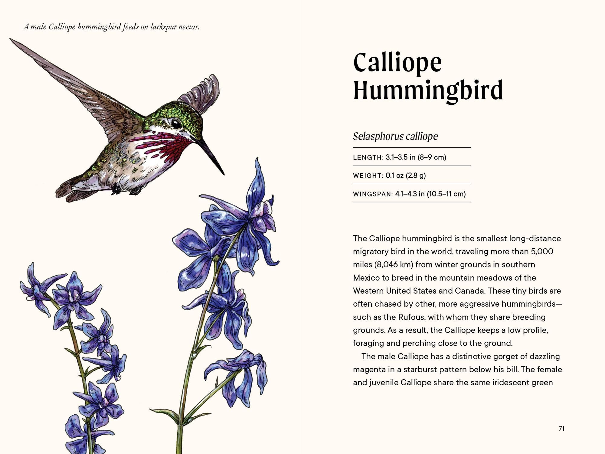 A Little Book of Hummingbirds: A Bird Identification Book
