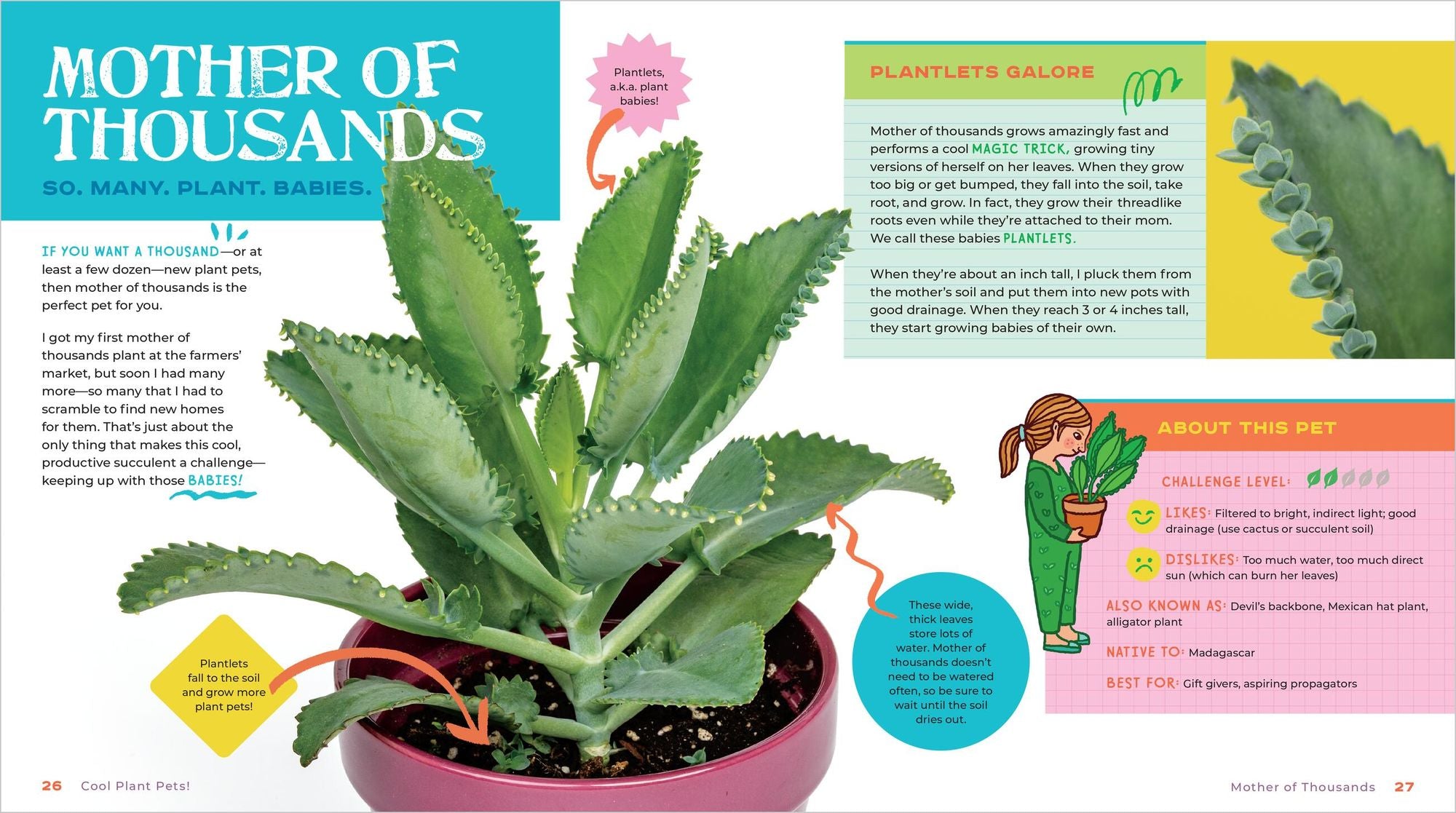 Plant Pets: 27 Cool Houseplants to Grow and Love