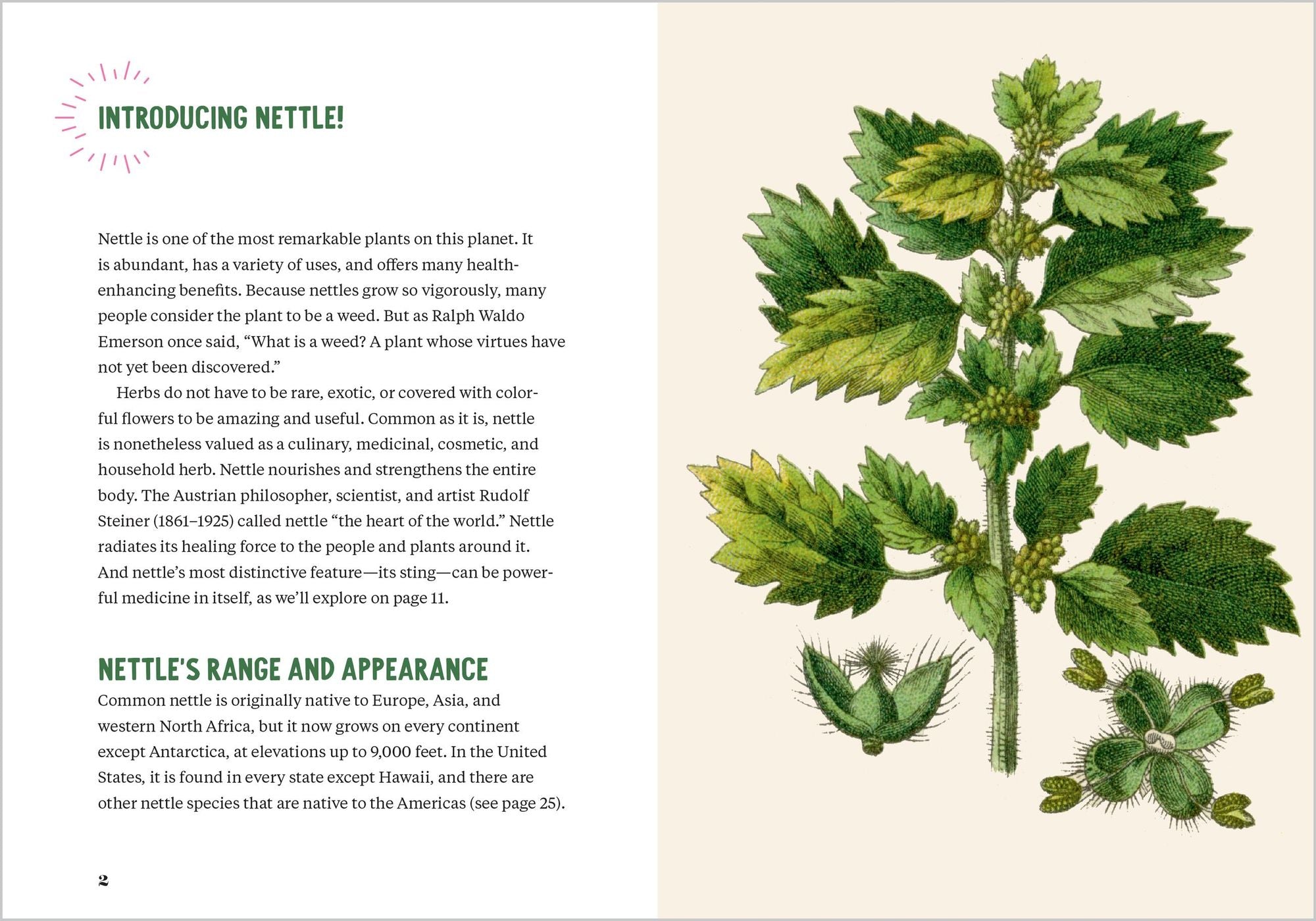 Nettle Power: Forage, Feast & Nourish Yourself with This Remarkable Healing Plant